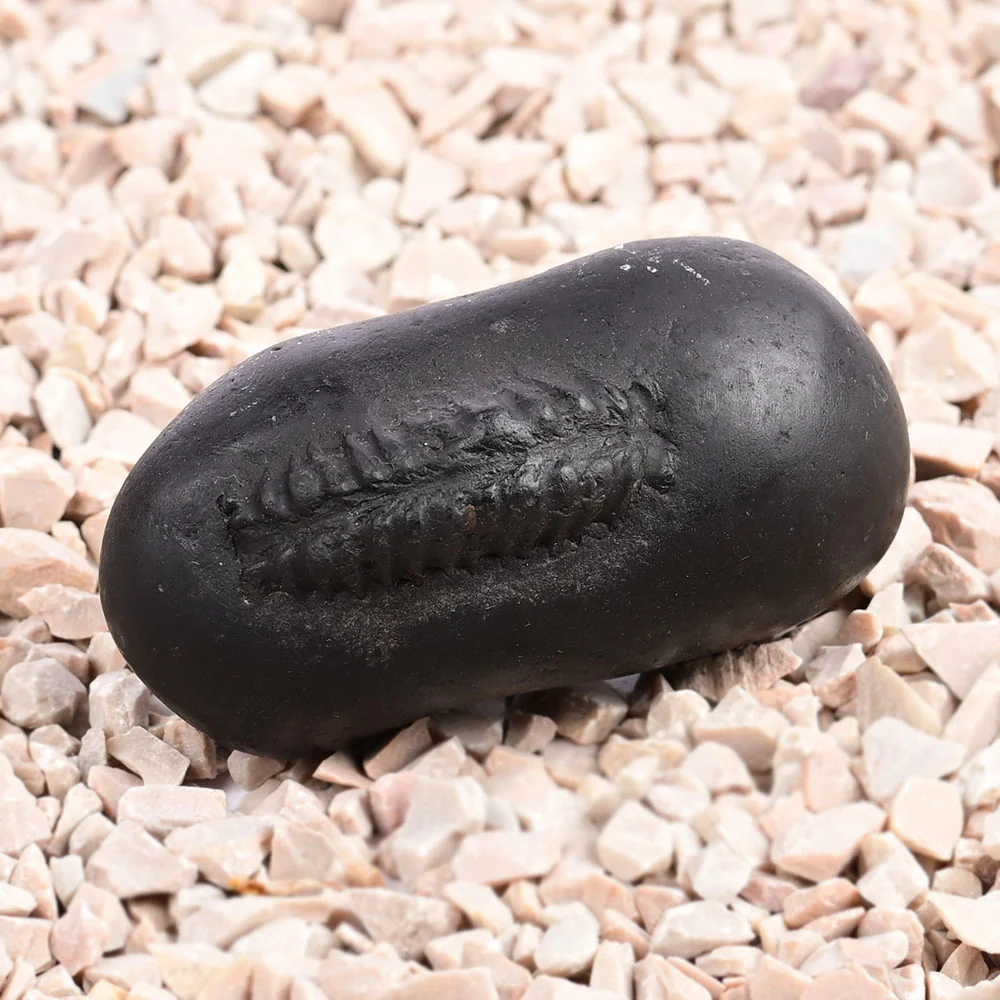 Hayagriva Shaligram Shila — 96 g — view 7