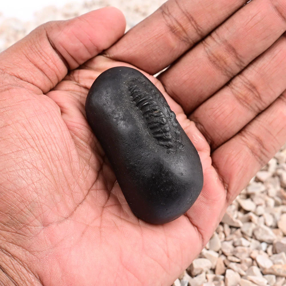 Hayagriva Shaligram Shila — 96 g — view 8