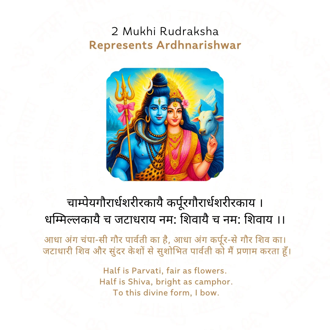 2 Mukhi Rudraksha — Indonesia photo 4