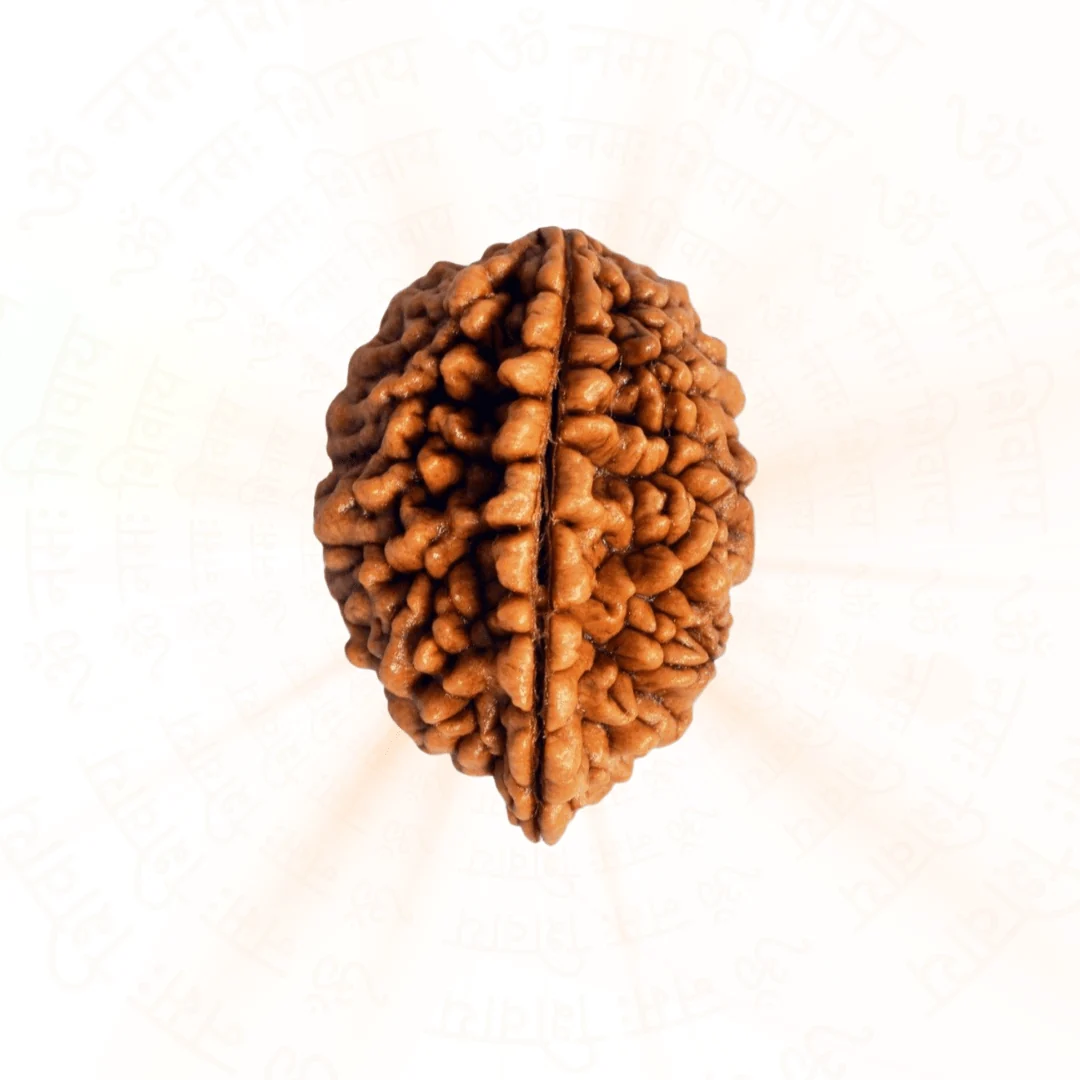 2 Mukhi Rudraksha — Indonesia photo 2