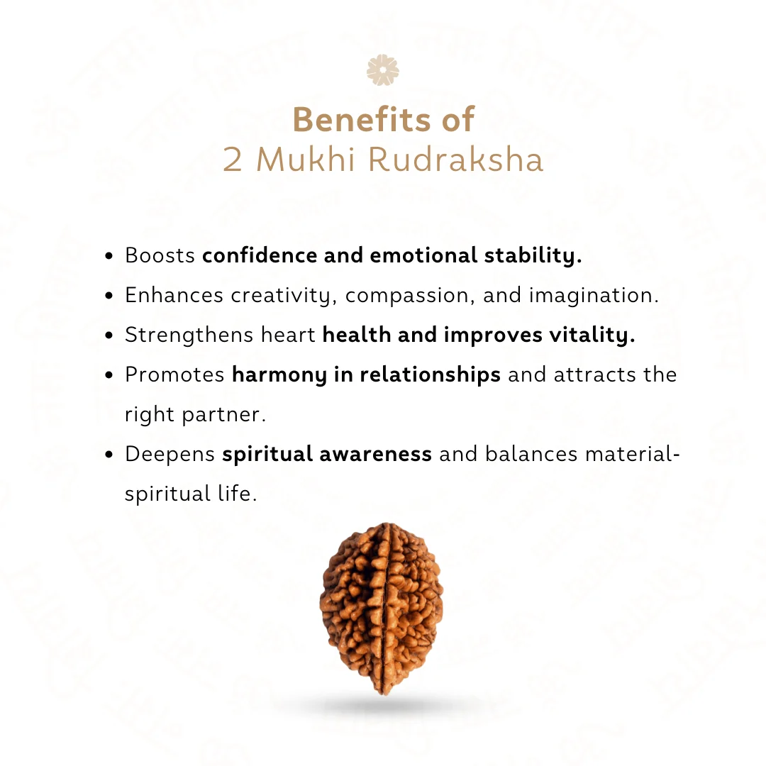 2 Mukhi Rudraksha — Indonesia photo 3