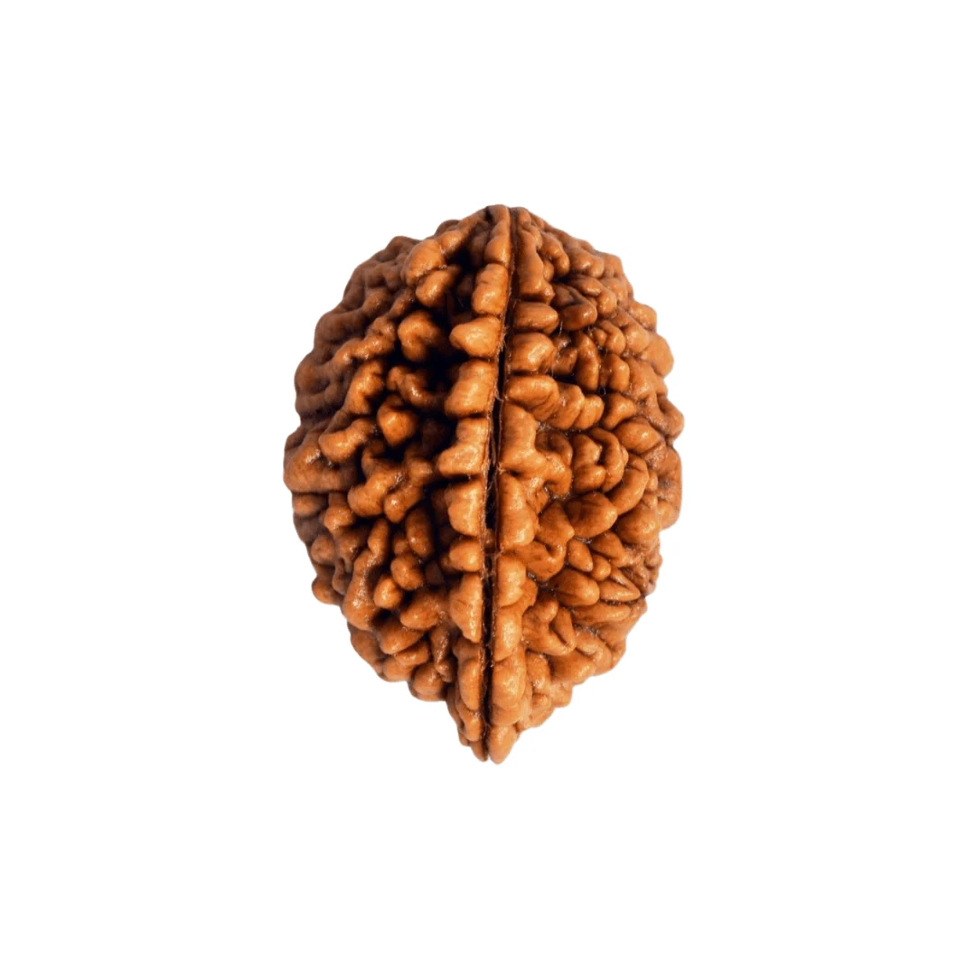 2 Mukhi Rudraksha — Indonesia photo 5