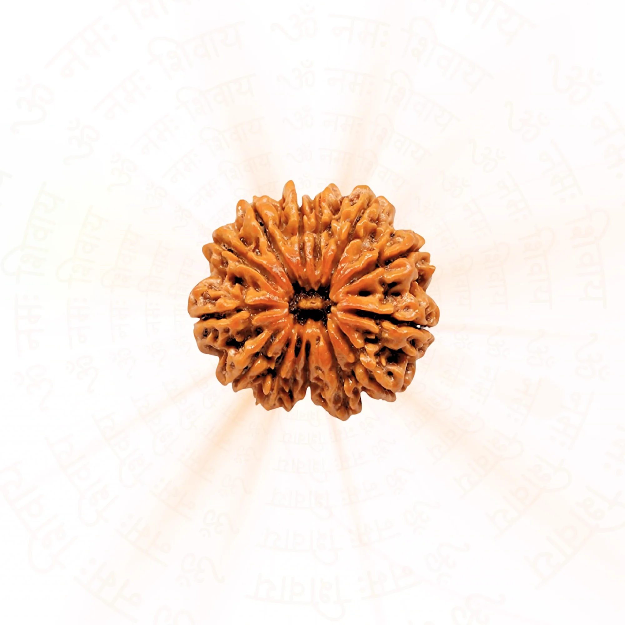 12 Mukhi Rudraksha ( Nepali ) — Nepal photo 2