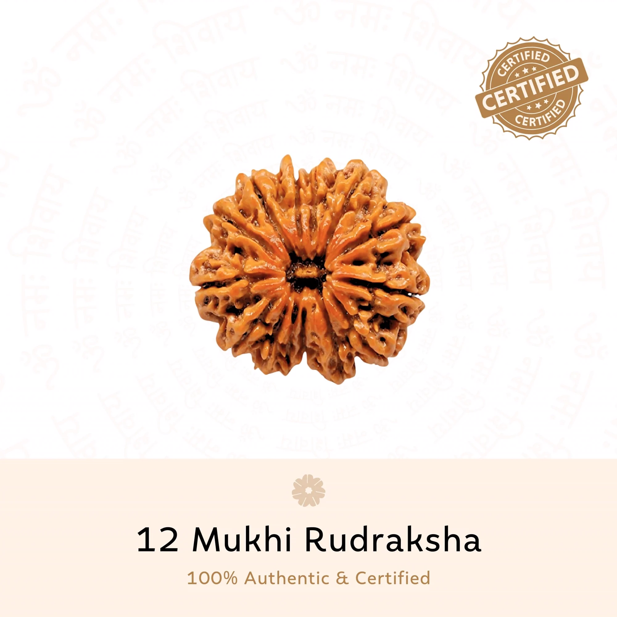 12 Mukhi Rudraksha ( Nepali )