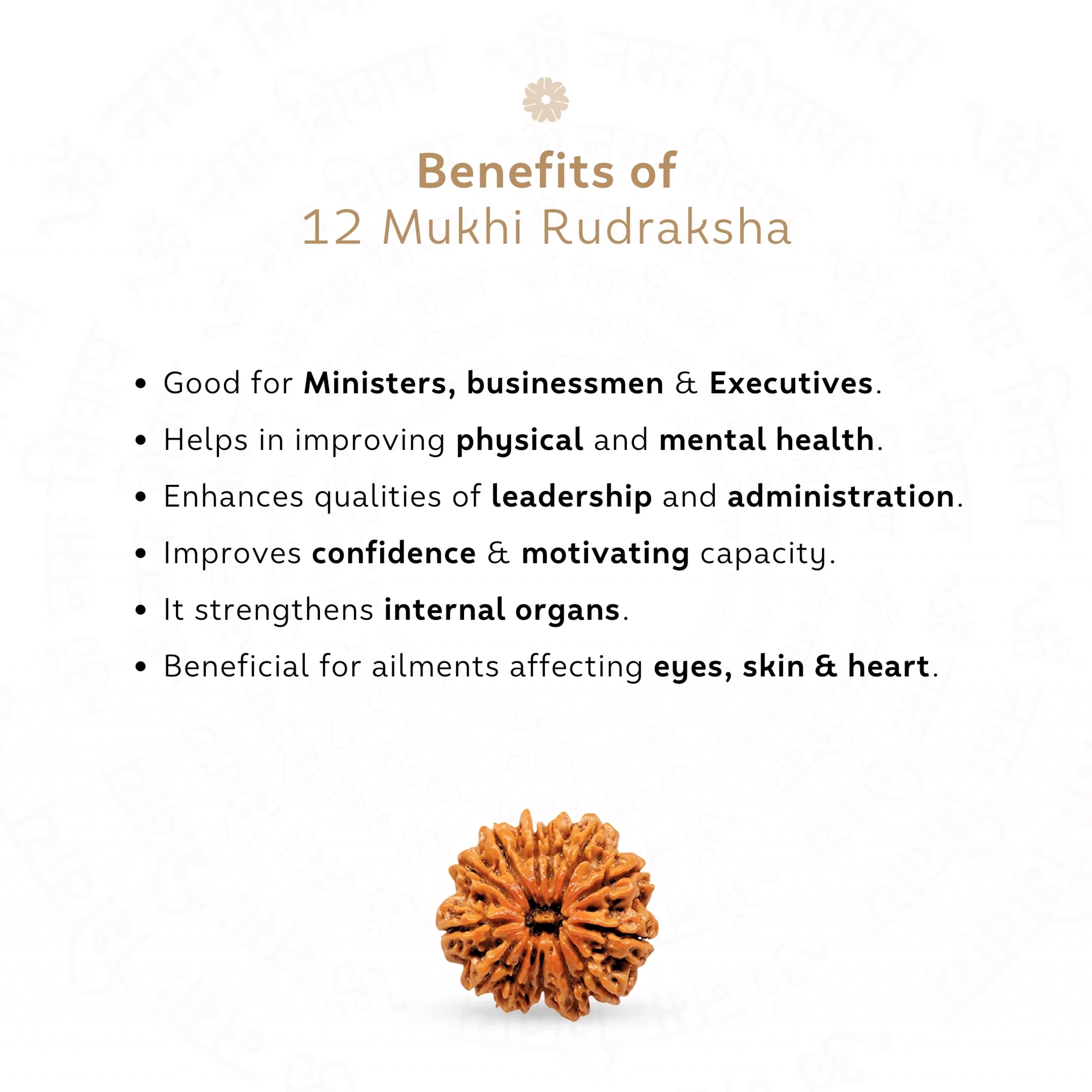 12 Mukhi Rudraksha ( Nepali ) — Nepal photo 3