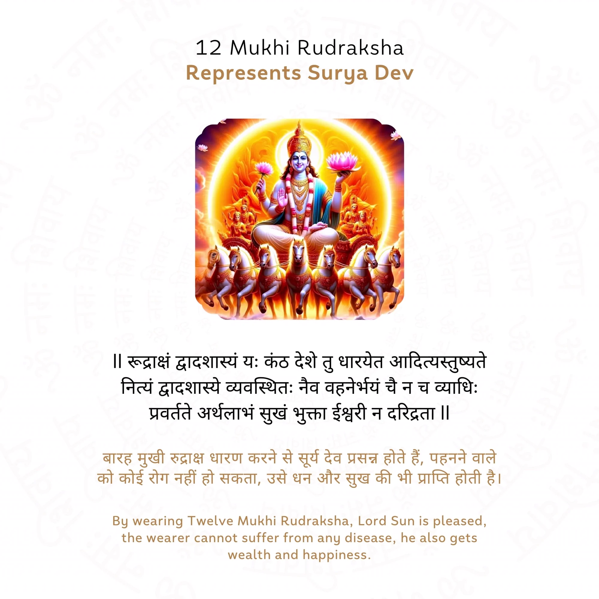 12 Mukhi Rudraksha ( Nepali ) — Nepal photo 4