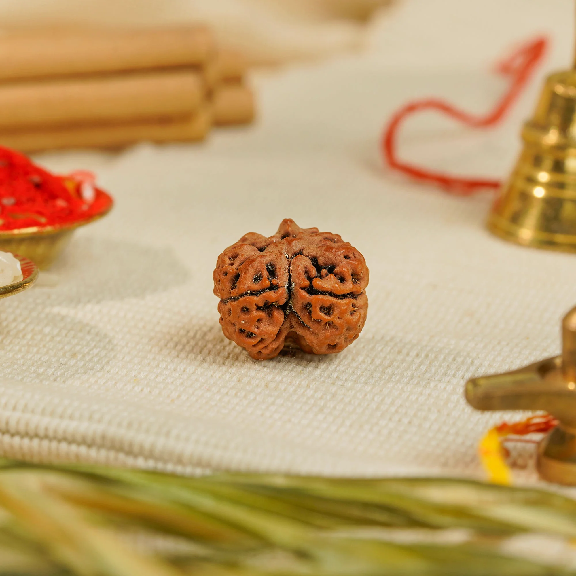2 Mukhi Rudraksha – Original Nepali Collector Bead — Nepal photo 2