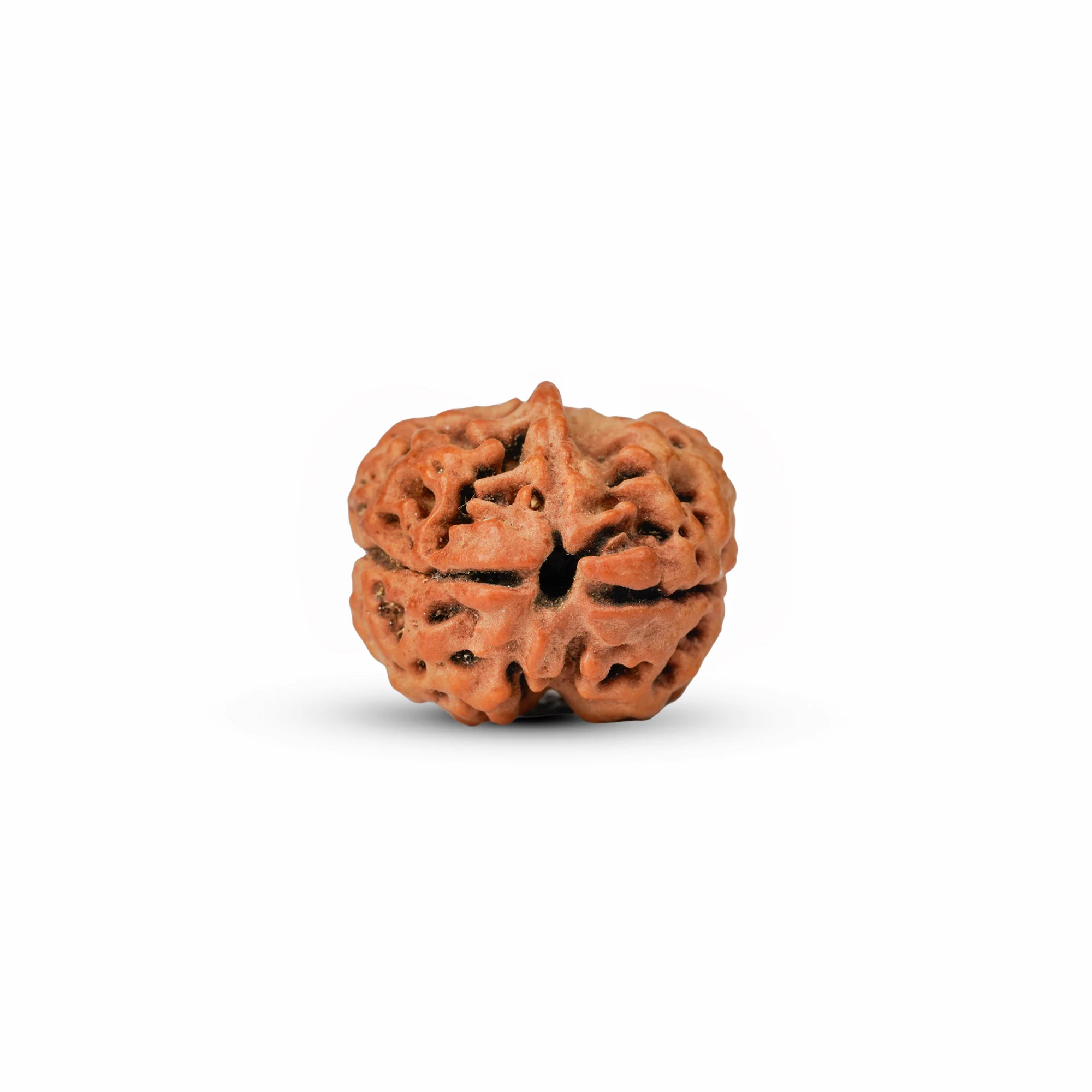 2 Mukhi Rudraksha – Original Nepali Collector Bead — Nepal photo 3