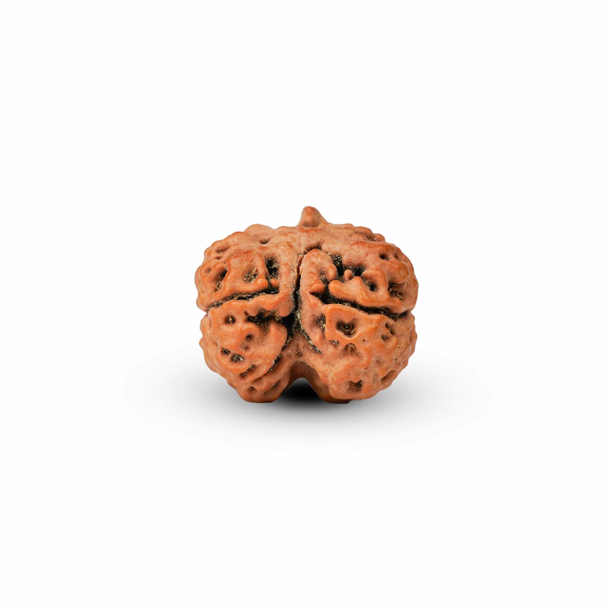 2 Mukhi Rudraksha – Original Nepali Collector Bead — Nepal photo 4