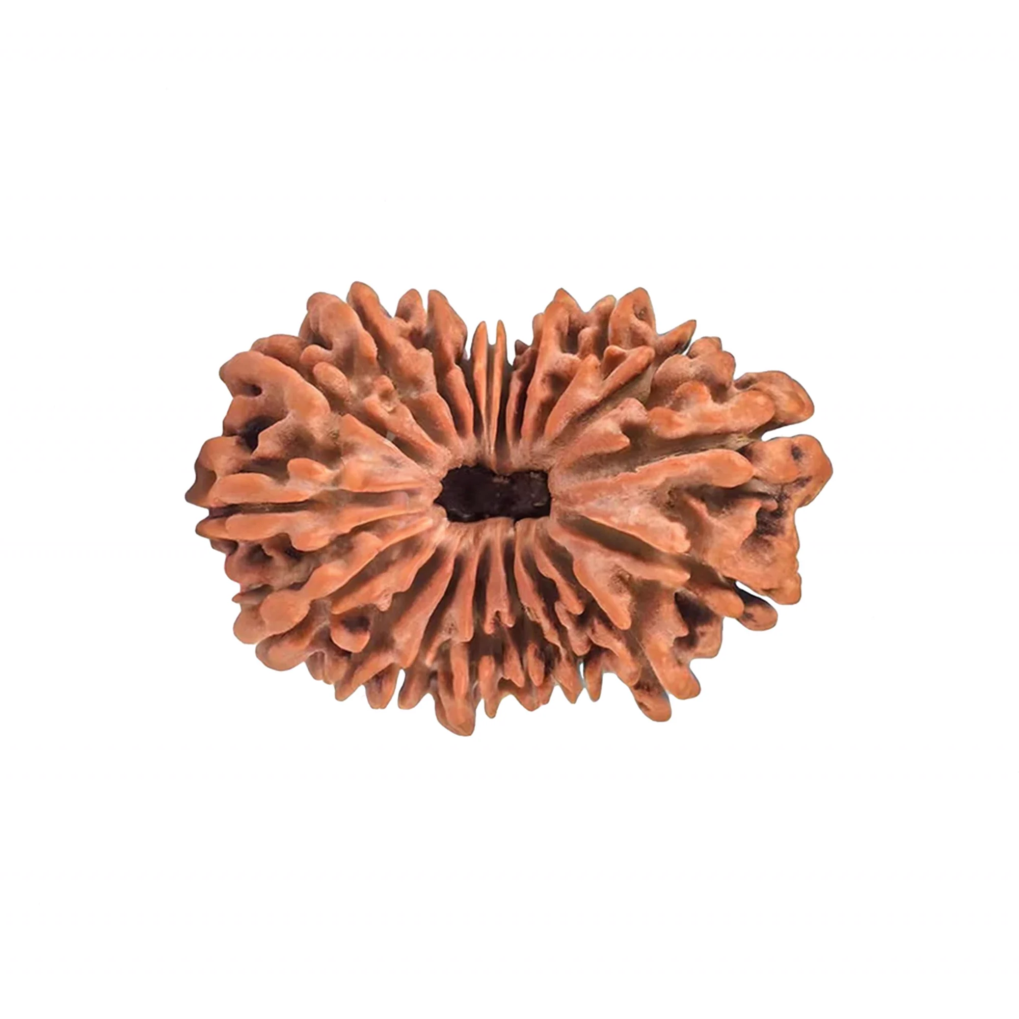19 Mukhi Rudraksha – Original Nepali Collector Bead