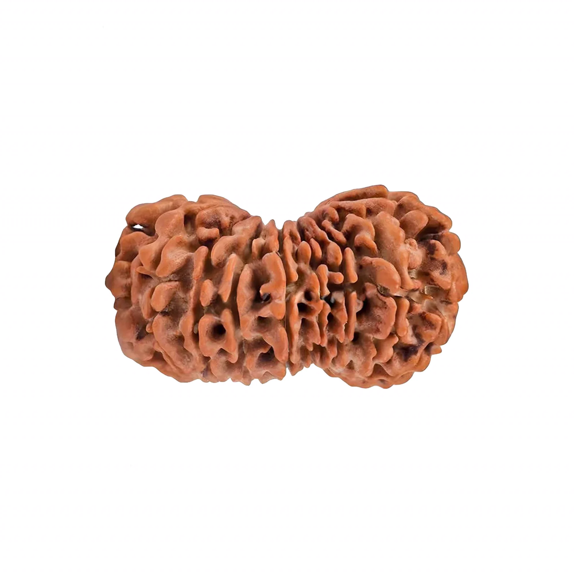 19 Mukhi Rudraksha – Original Nepali Collector Bead — Nepal photo 3