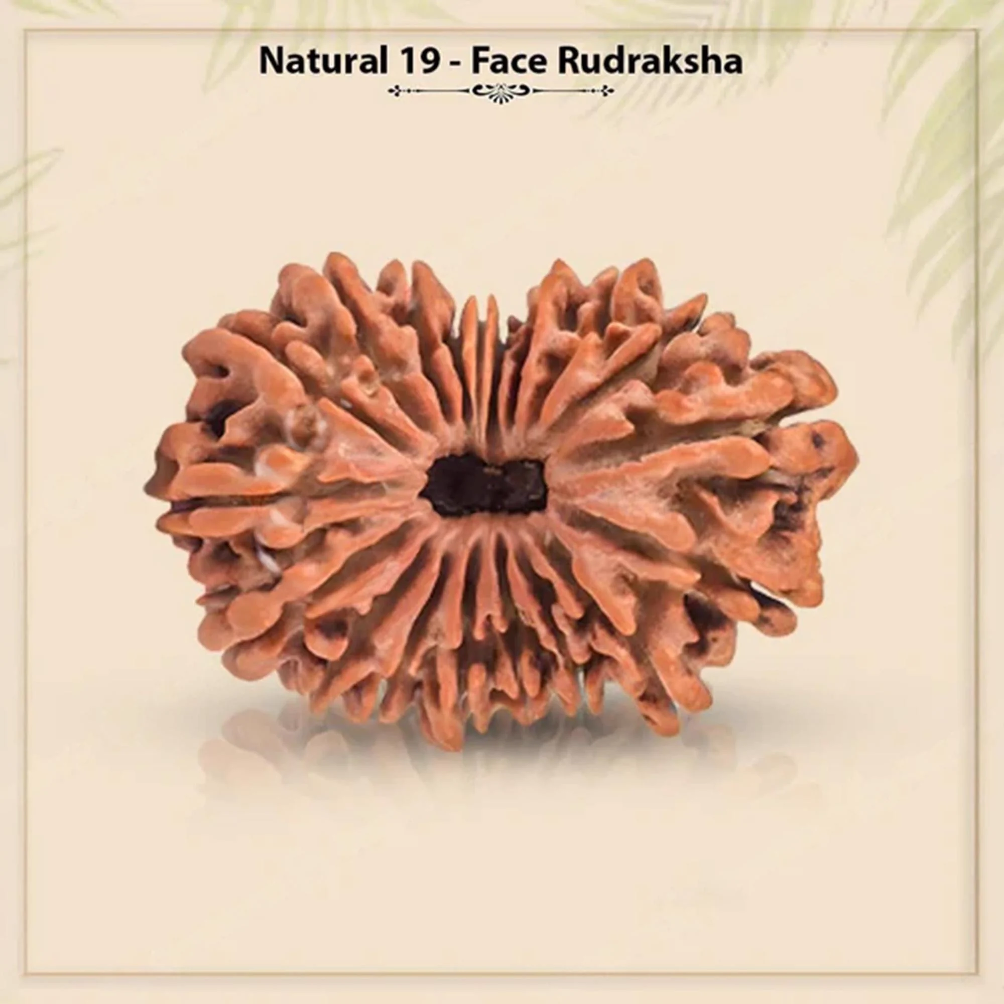 19 Mukhi Rudraksha – Original Nepali Collector Bead — Nepal photo 4