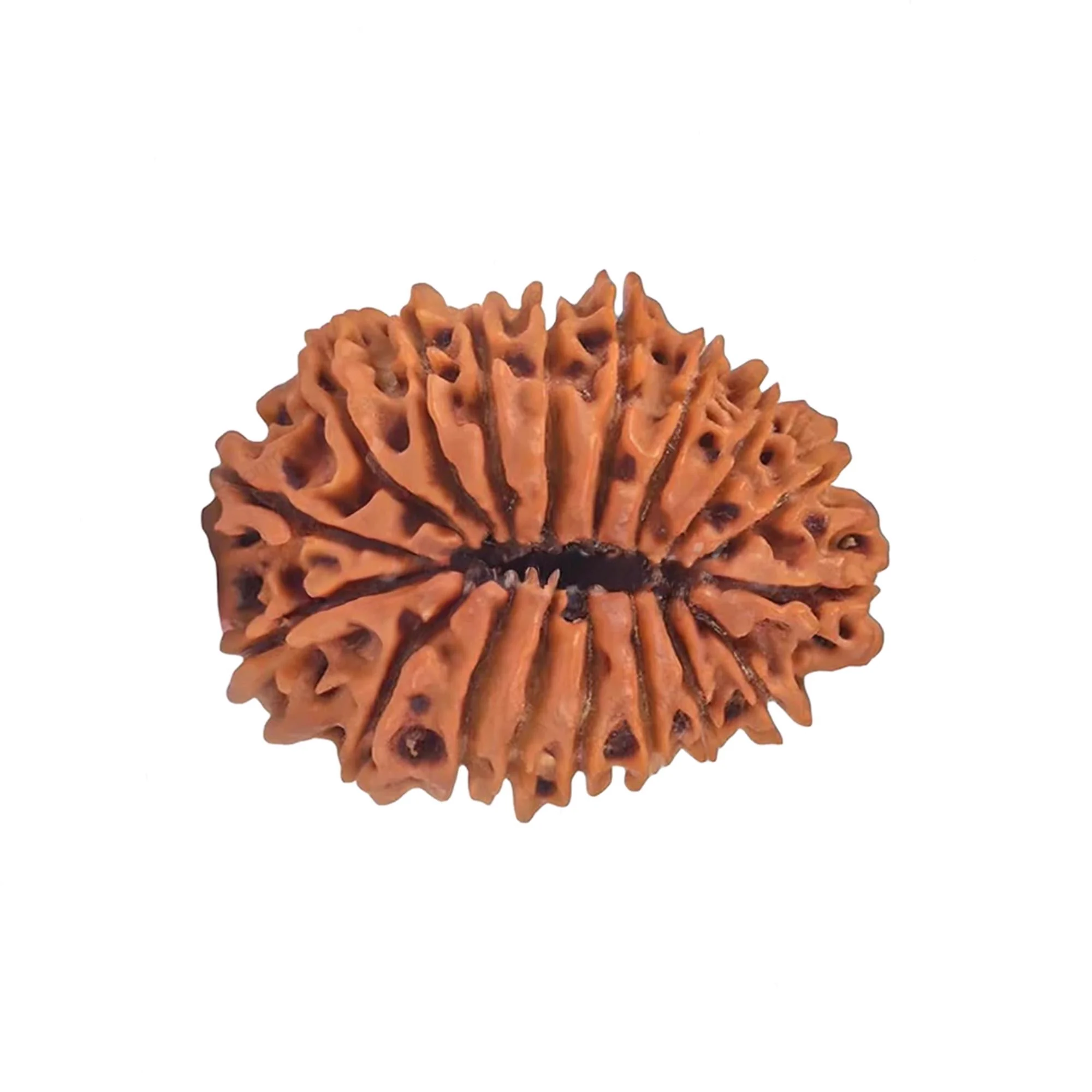19 Mukhi Rudraksha – Original Nepali Collector Bead — Nepal photo 2