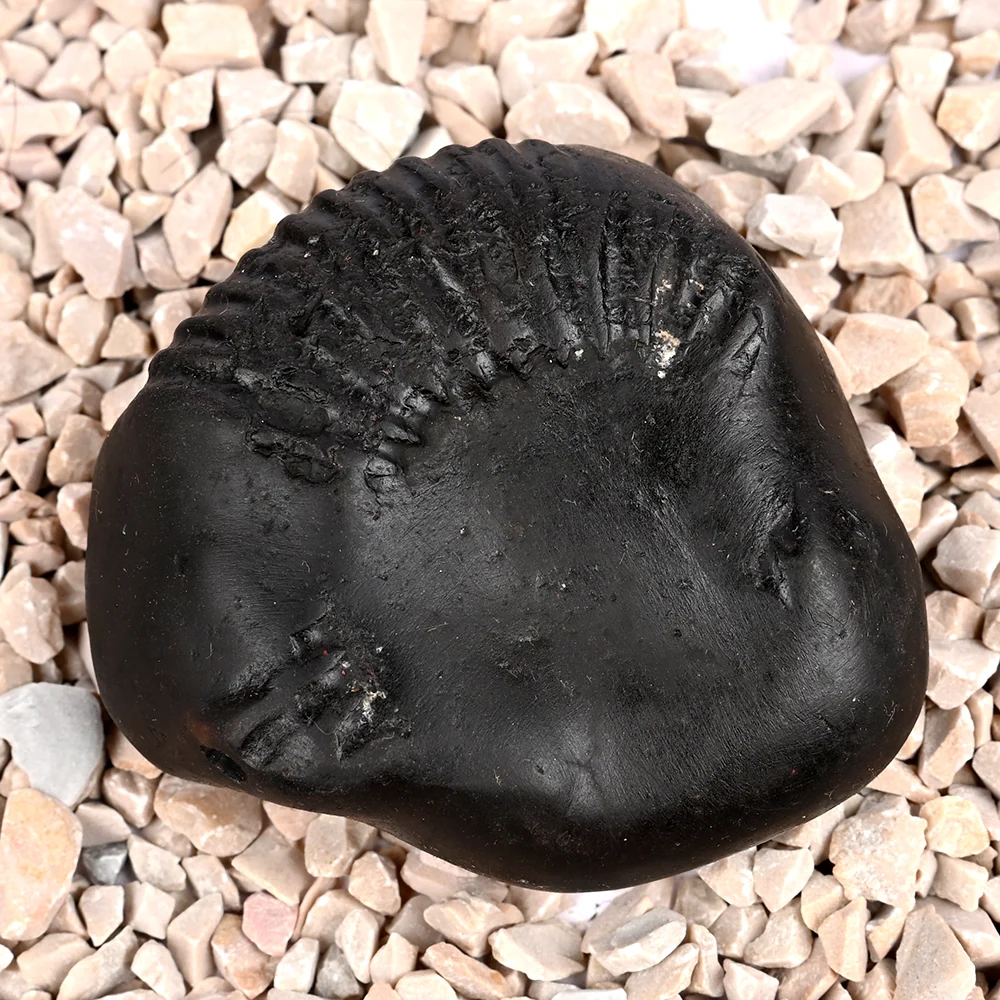 Buddha Shaligram Shila — 130 g