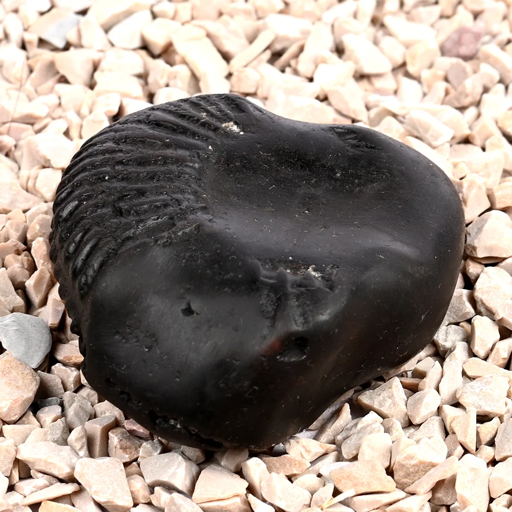 Buddha Shaligram Shila — 130 g — view 2