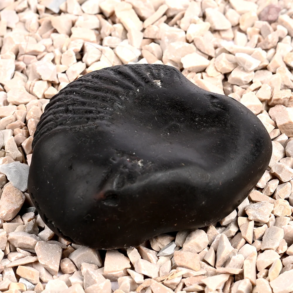 Buddha Shaligram Shila — 130 g — view 4