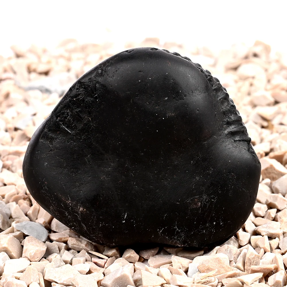Buddha Shaligram Shila — 130 g — view 5