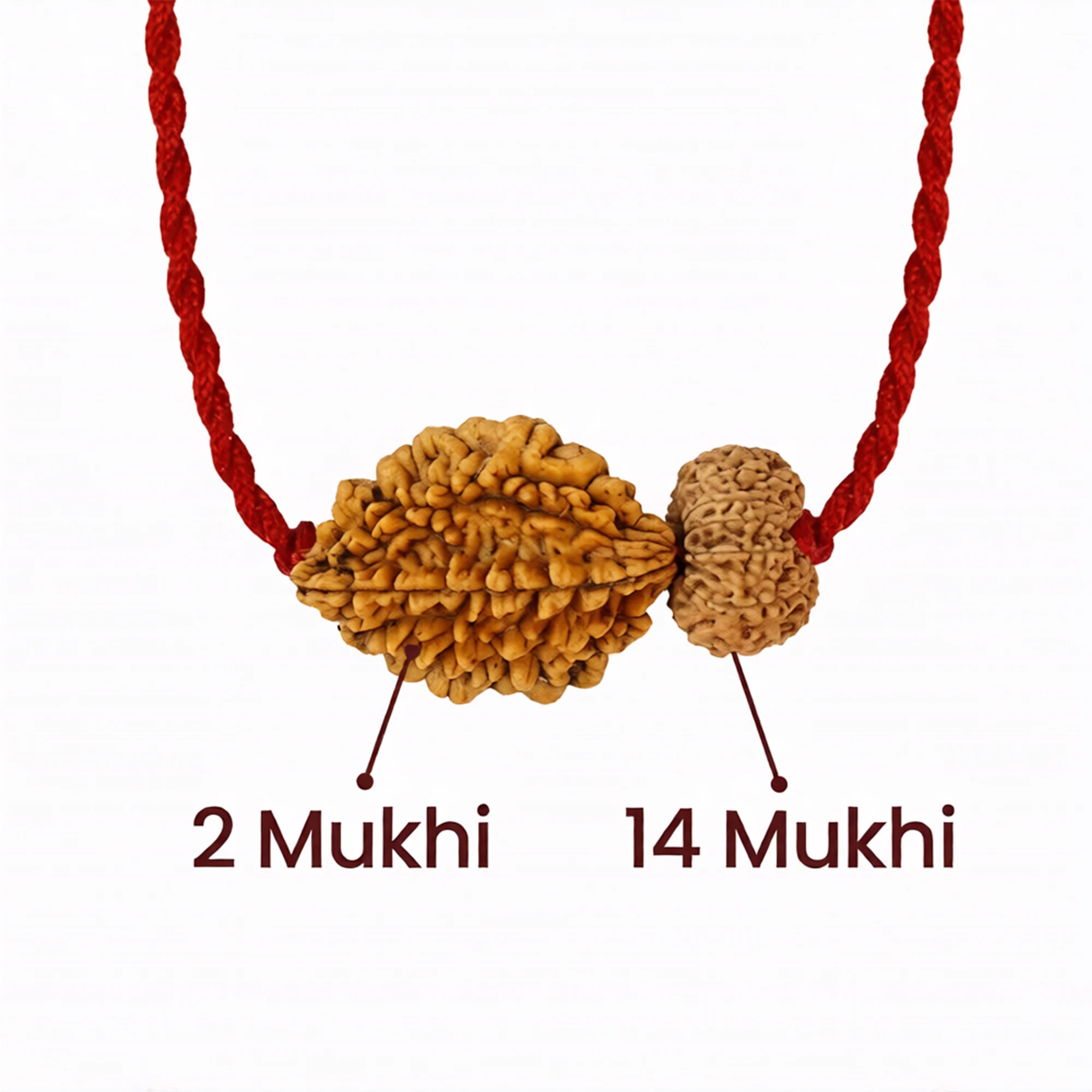 Chandra-Shani Dhairya Shakti Kavach – 2 & 14 Mukhi Rudraksha — Nepal photo 2