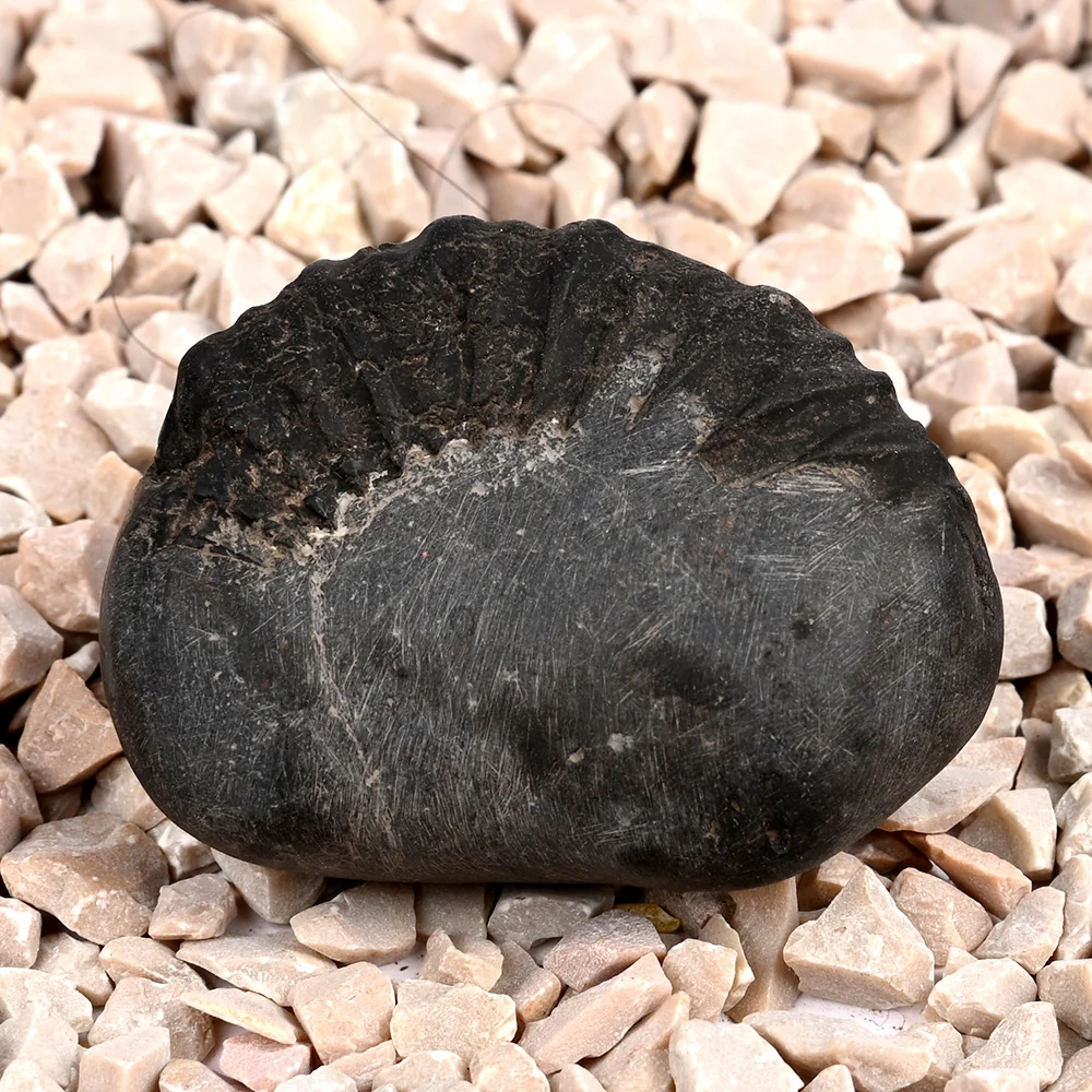 Bal Ganesha Shaligram Shila