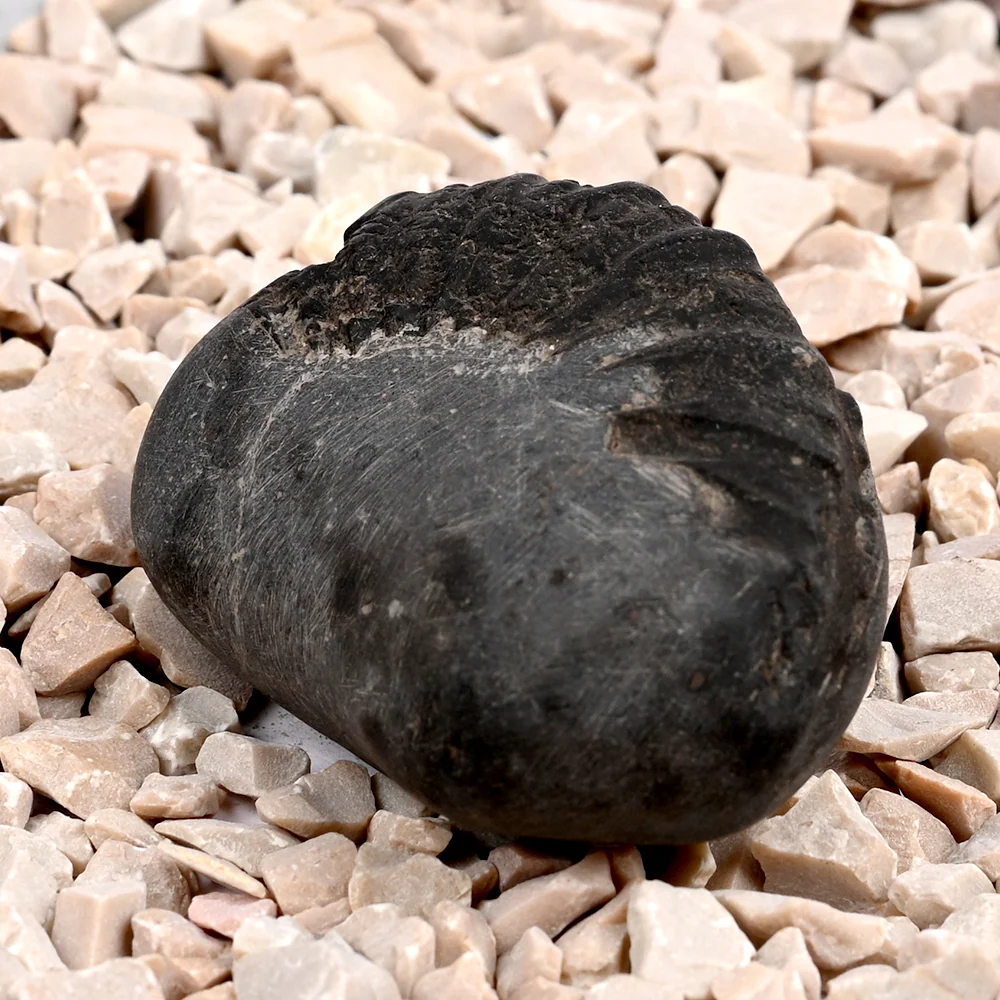 Bal Ganesha Shaligram Shila — view 2