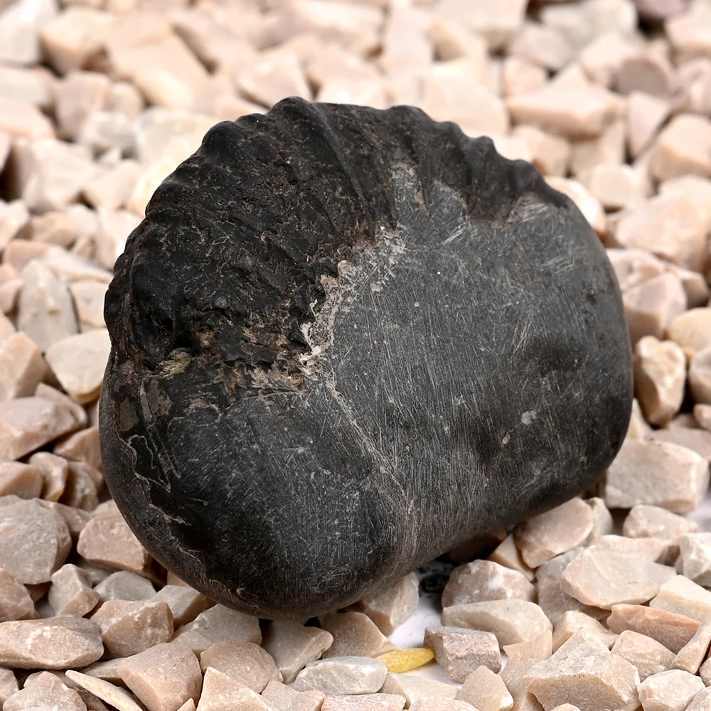 Bal Ganesha Shaligram Shila — view 3