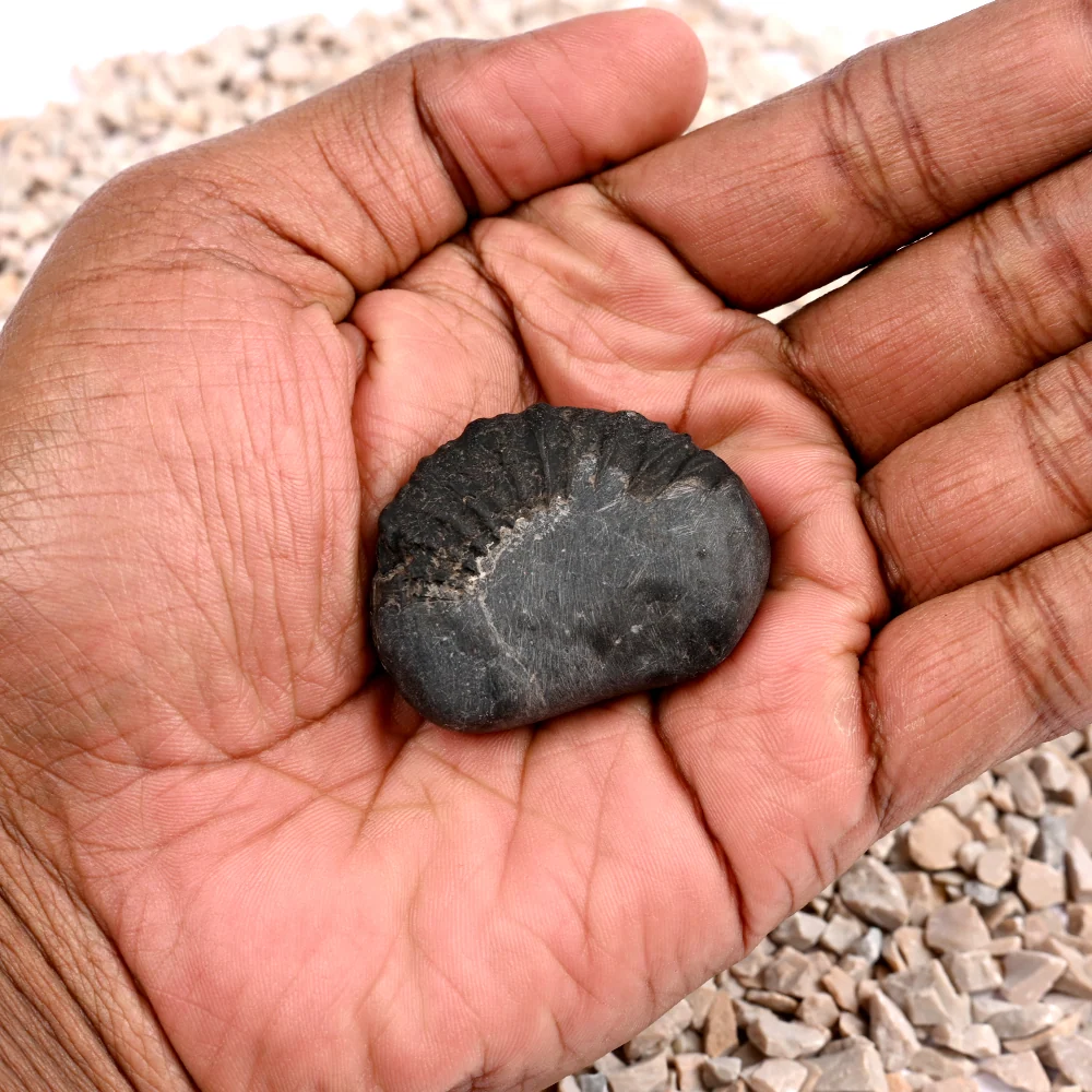 Bal Ganesha Shaligram Shila — view 5