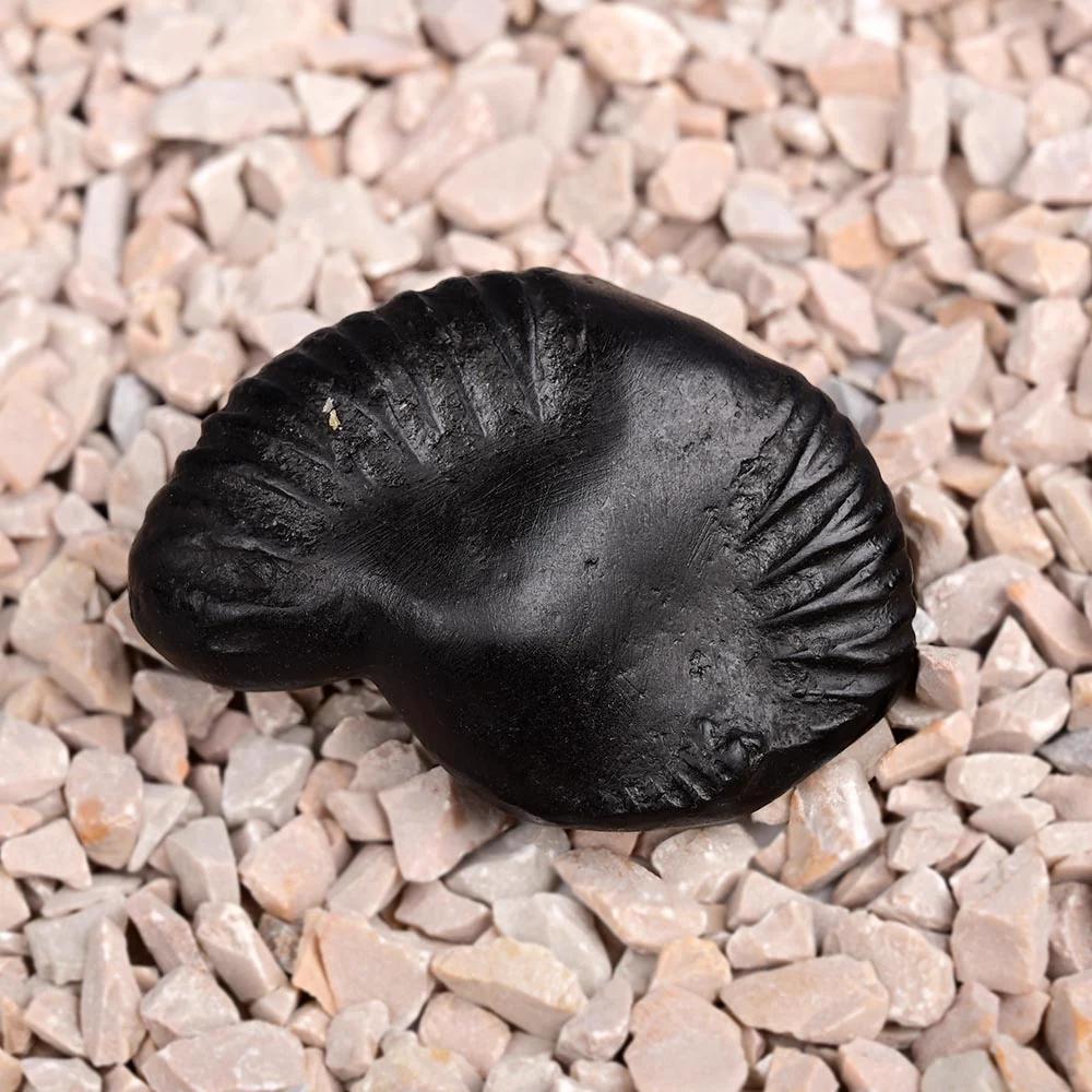Varaha Narayan Shaligram Shila