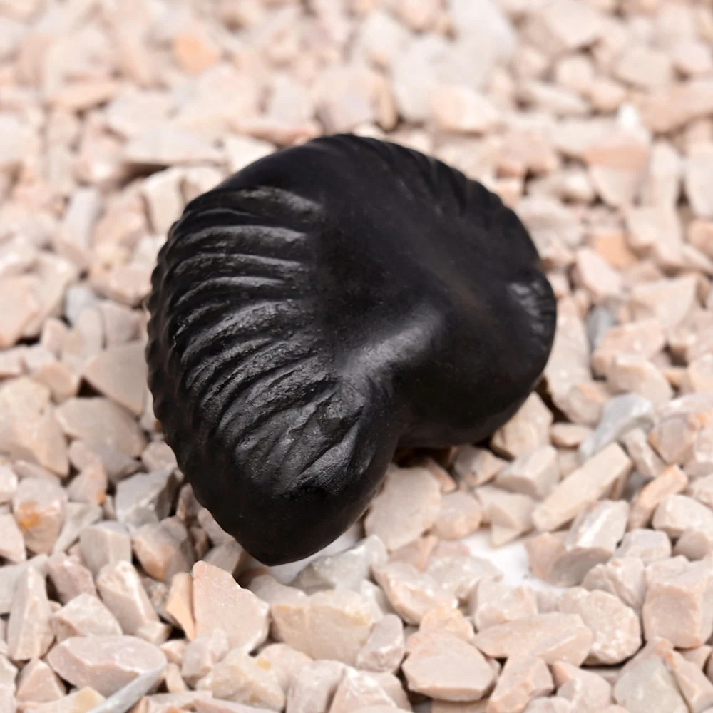 Varaha Narayan Shaligram Shila — view 2
