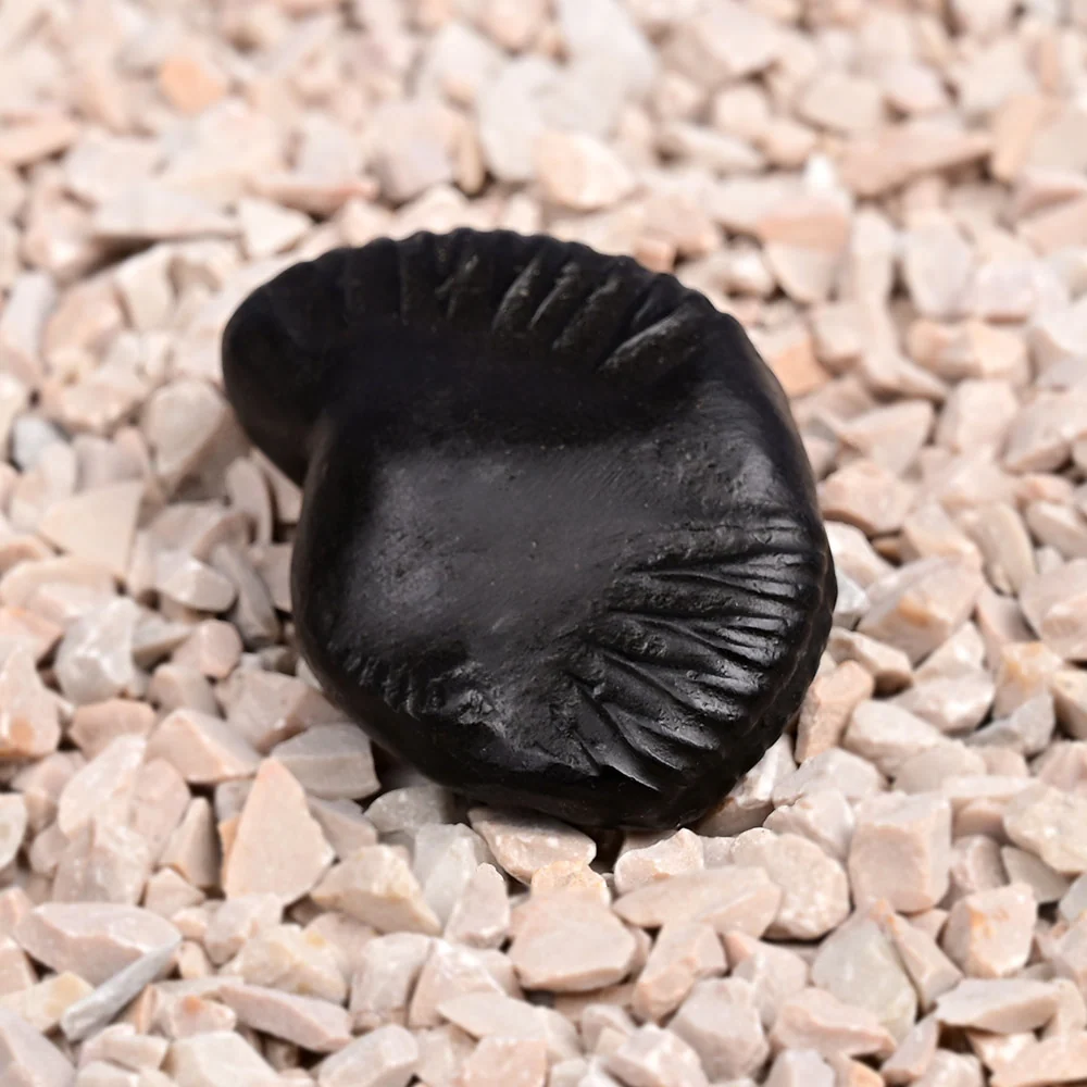 Varaha Narayan Shaligram Shila — view 3