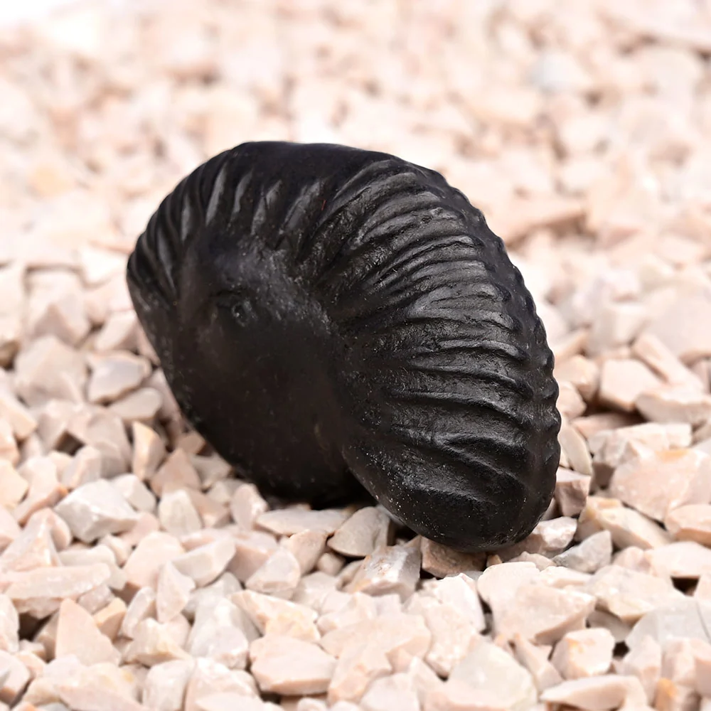 Varaha Narayan Shaligram Shila — view 4