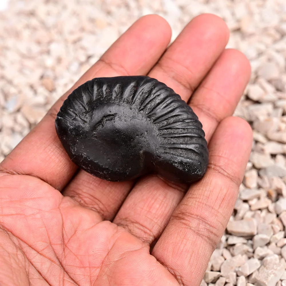 Varaha Narayan Shaligram Shila — view 5