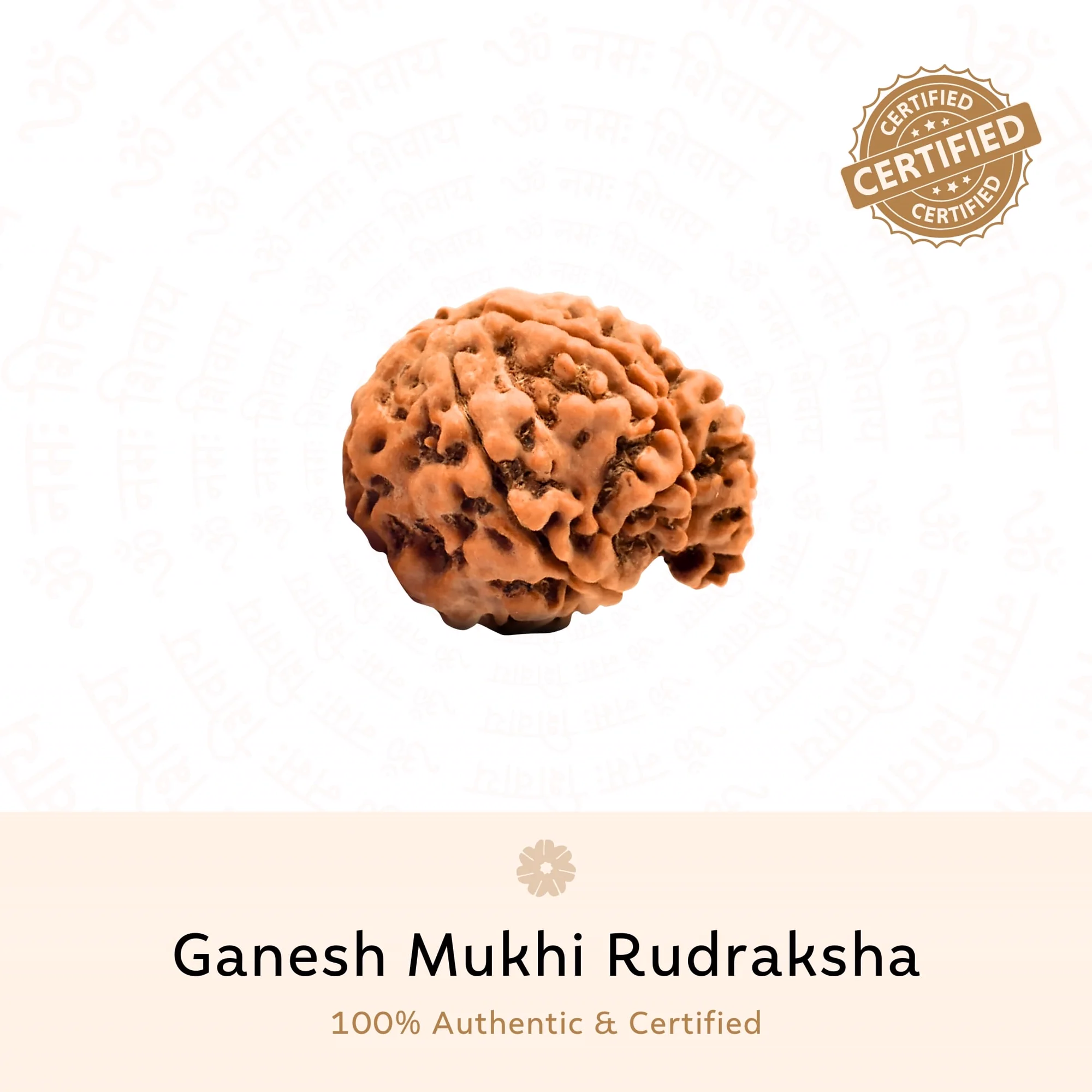 Ganesh Mukhi Rudraksha (Nepali)