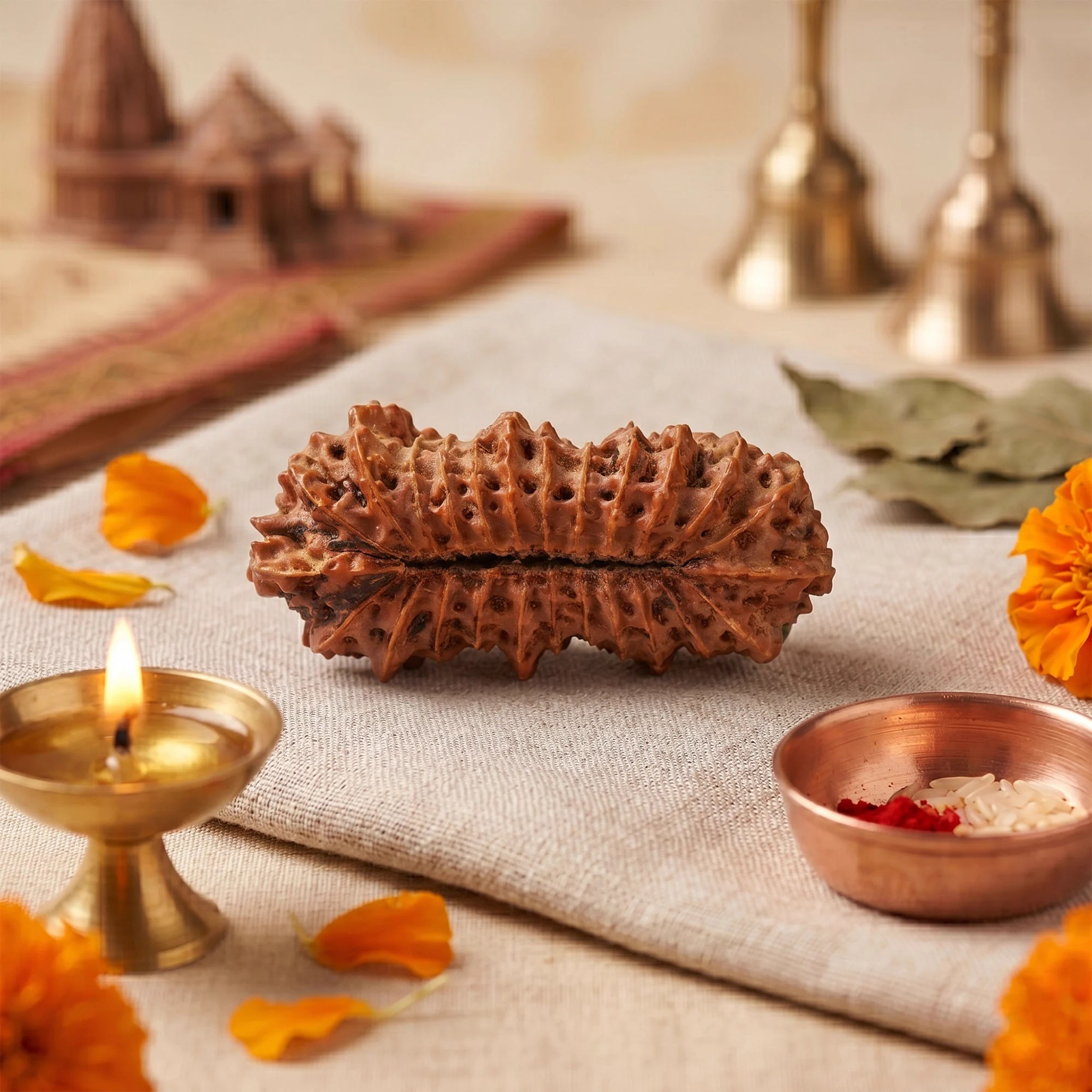 25 Mukhi Rudraksha – Original Indonesian (Java) Collector Bead — Indonesia photo 4
