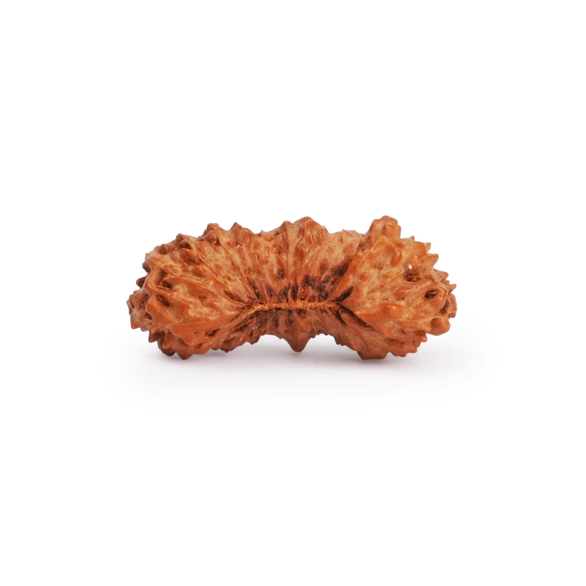 25 Mukhi Rudraksha – Original Indonesian (Java) Collector Bead