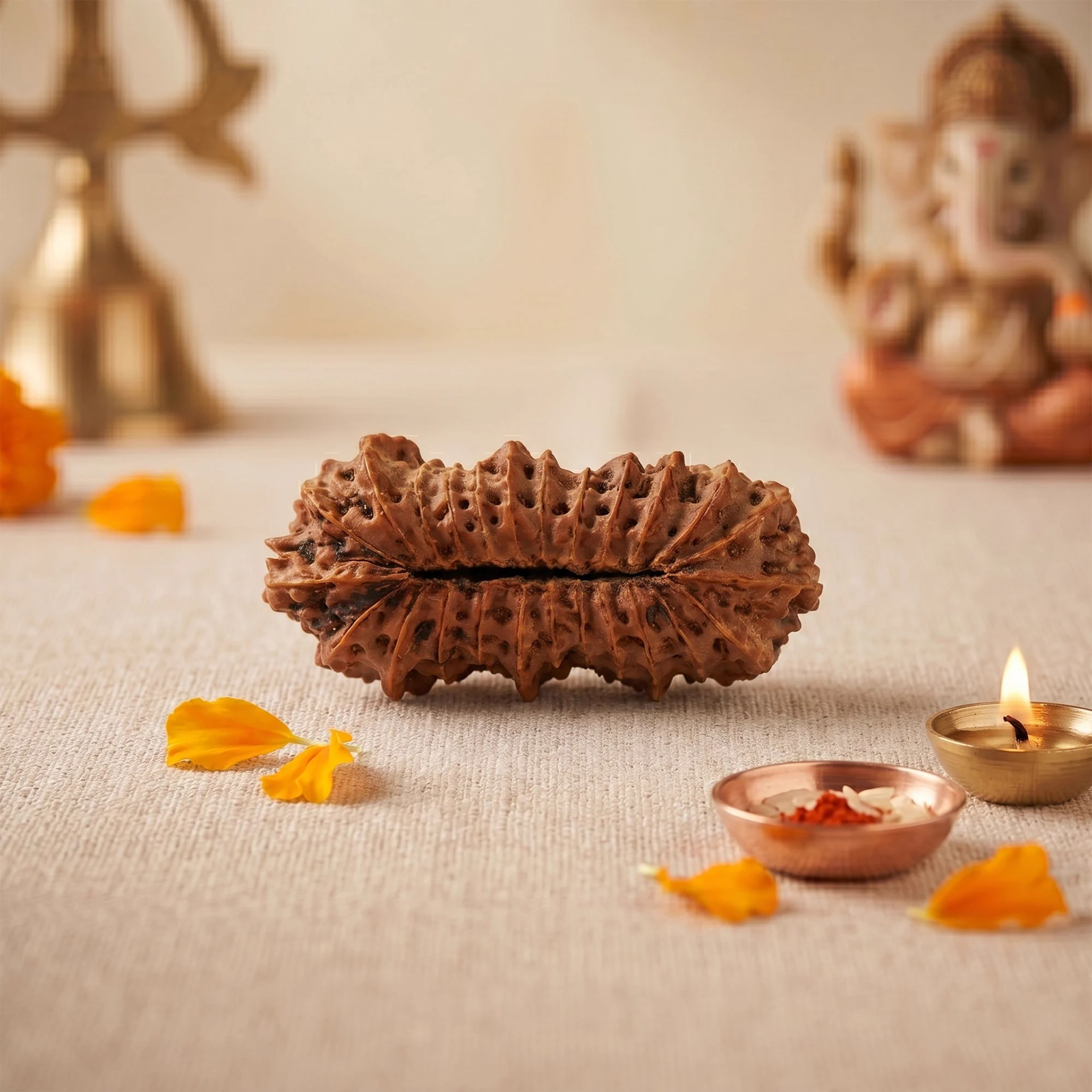 25 Mukhi Rudraksha – Original Indonesian (Java) Collector Bead — Indonesia photo 3
