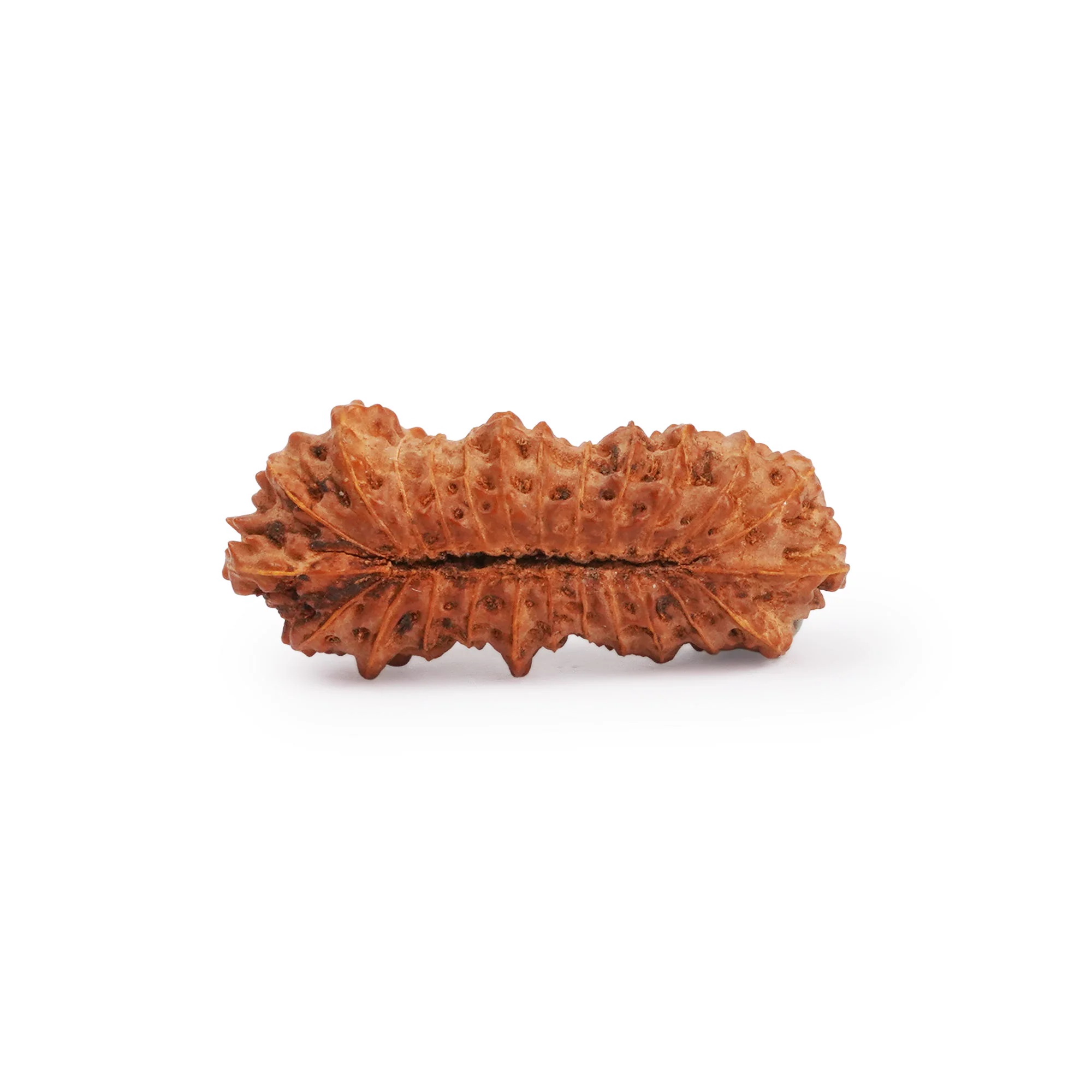 25 Mukhi Rudraksha – Original Indonesian (Java) Collector Bead — Indonesia photo 2