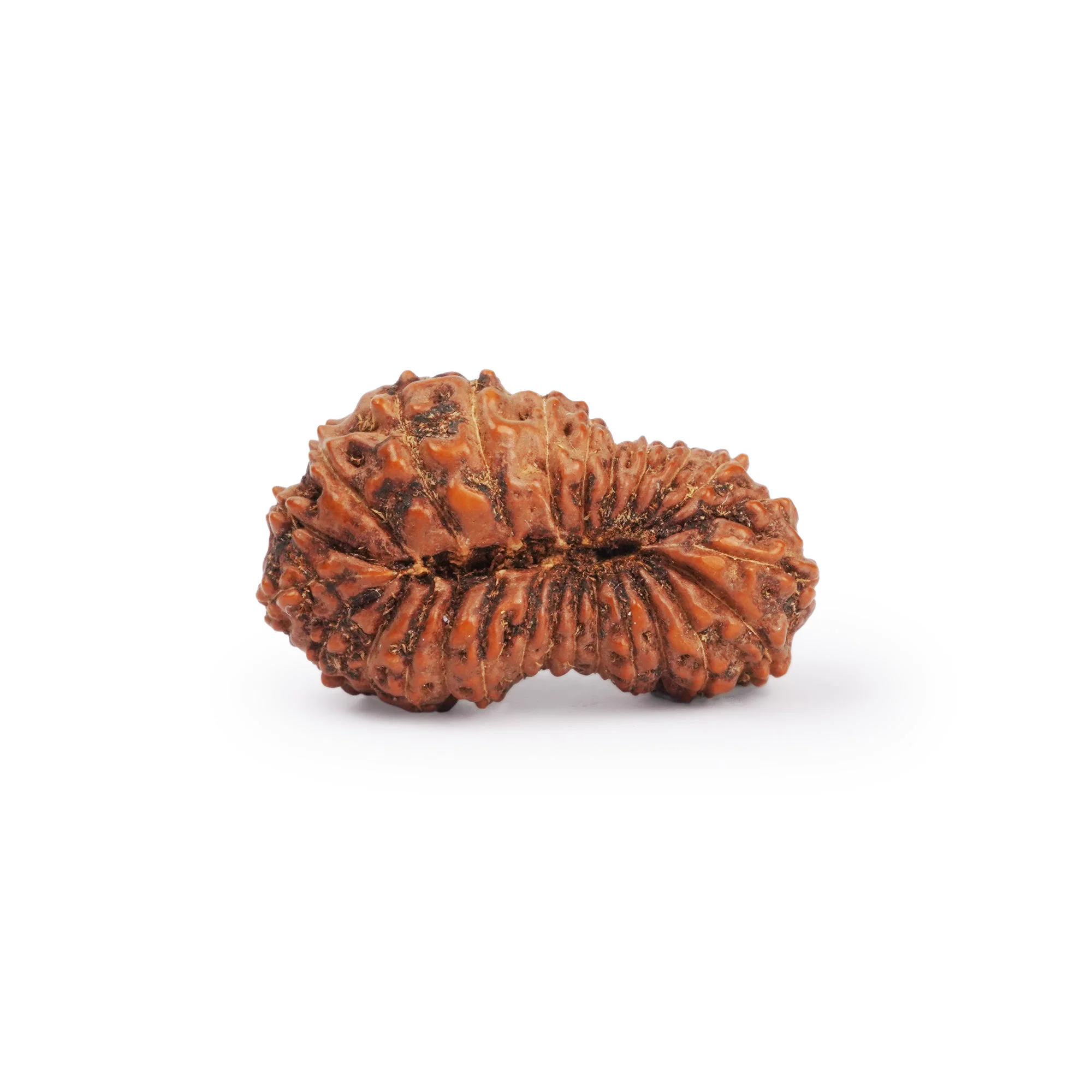 26 Mukhi Rudraksha – Original Indonesian (Java) Collector Bead