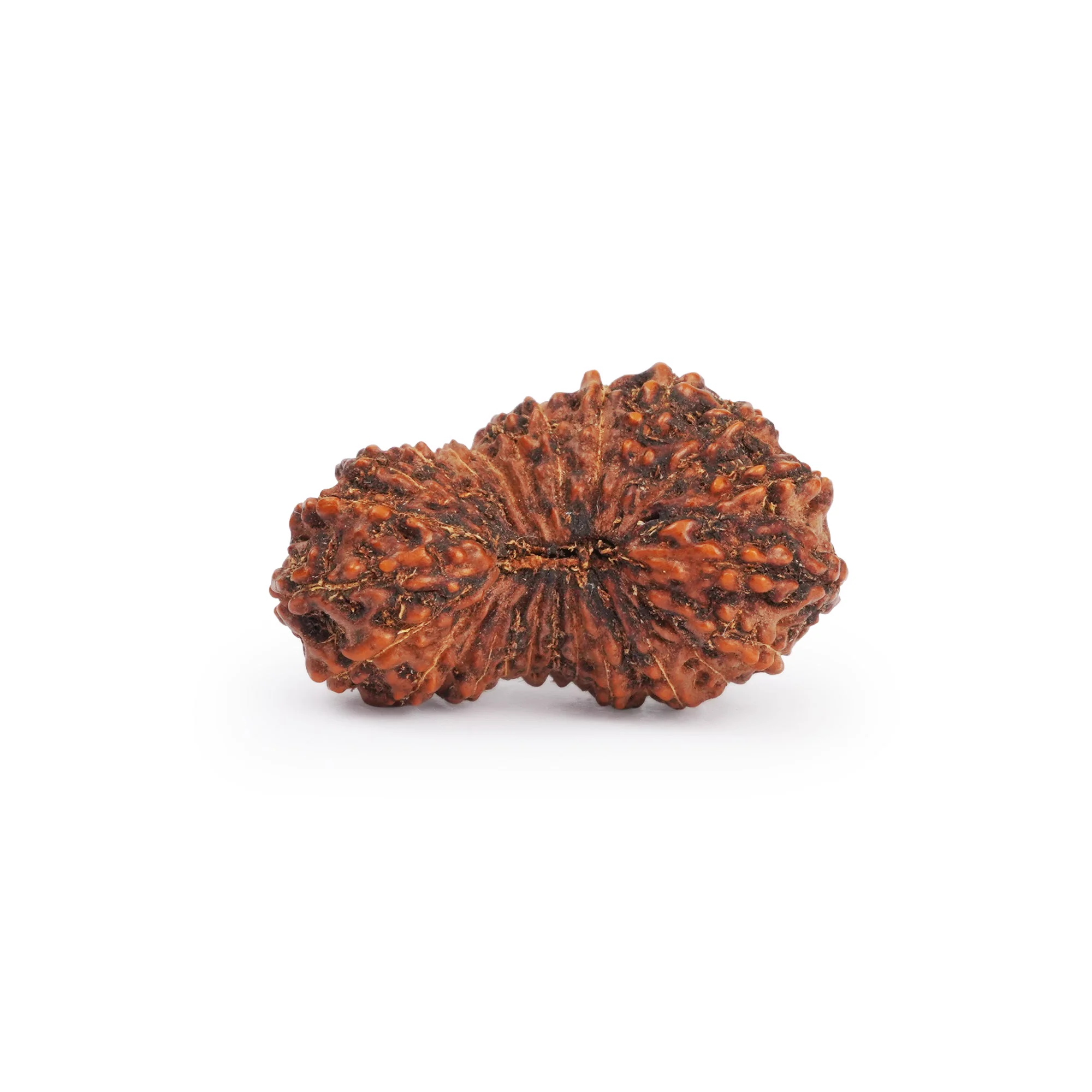 26 Mukhi Rudraksha – Original Indonesian (Java) Collector Bead — Indonesia photo 2