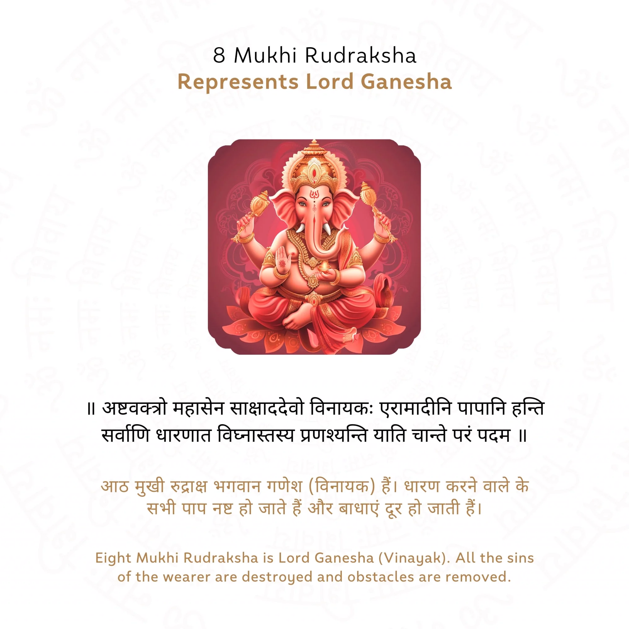 8 Mukhi Rudraksha ( Nepali ) — view 4