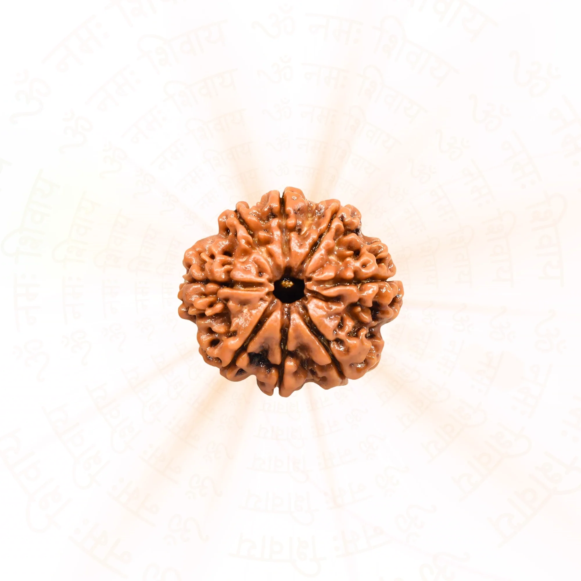 8 Mukhi Rudraksha ( Nepali ) — view 2