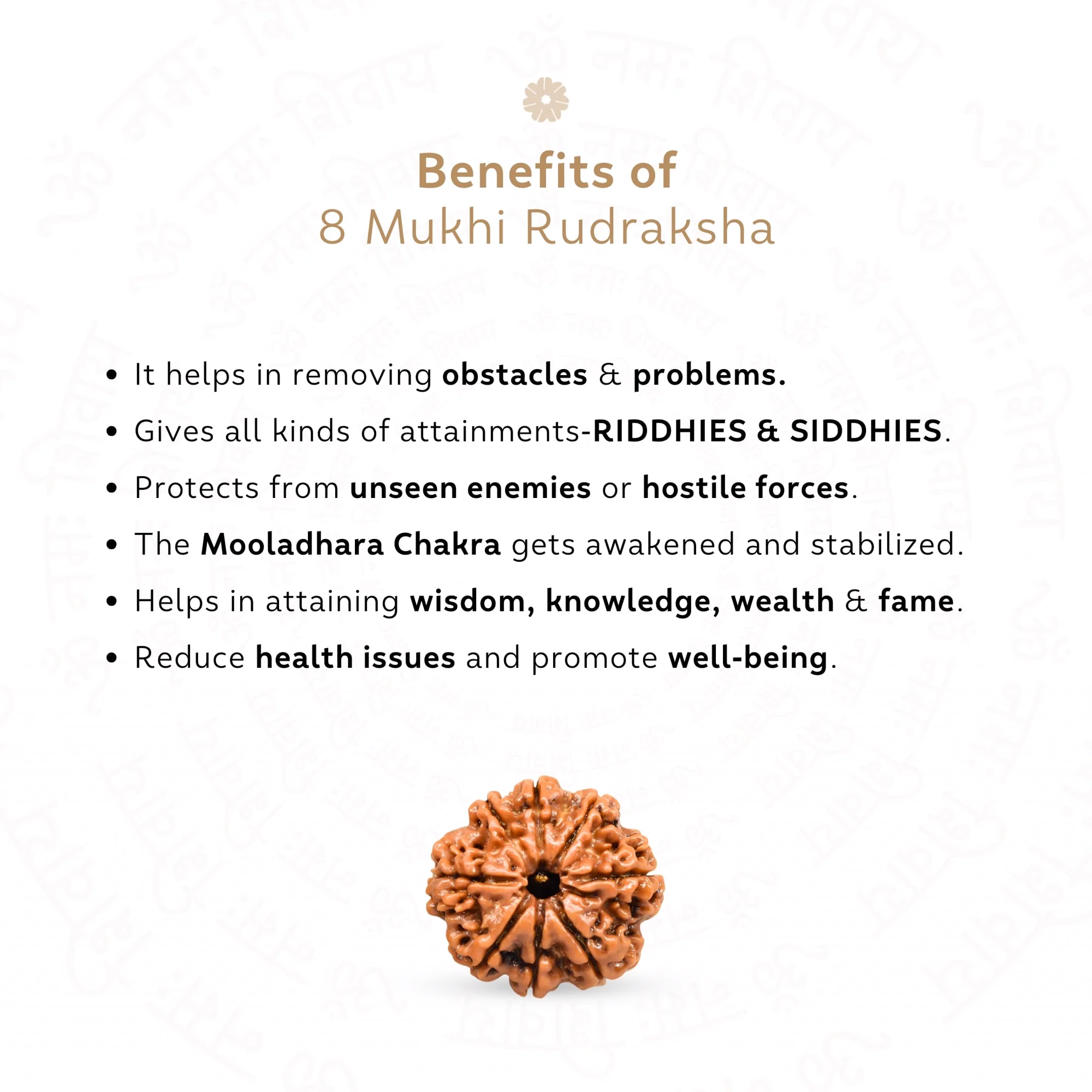 8 Mukhi Rudraksha ( Nepali ) — view 3
