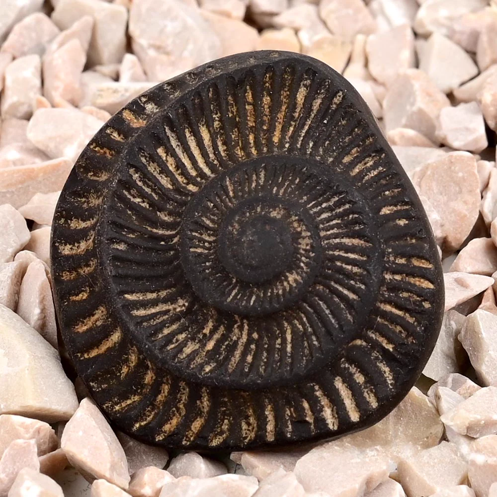 Surya Sudarshan Shaligram Shila — 19 g