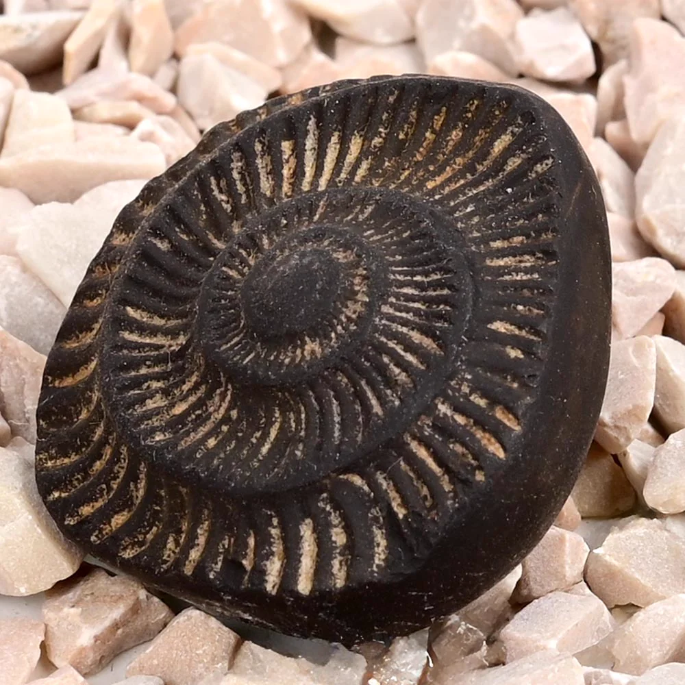 Surya Sudarshan Shaligram Shila — 19 g — view 2