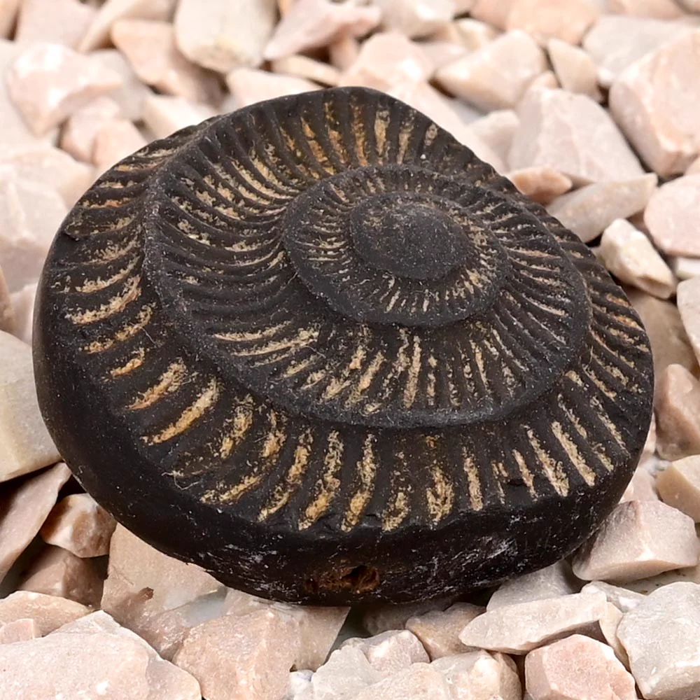 Surya Sudarshan Shaligram Shila — 19 g — view 3