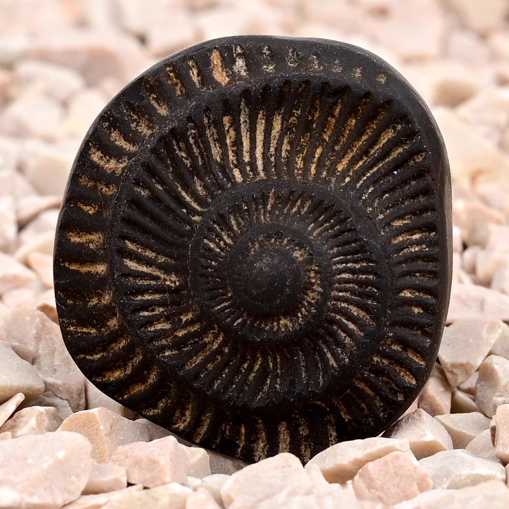 Surya Sudarshan Shaligram Shila — 19 g — view 4
