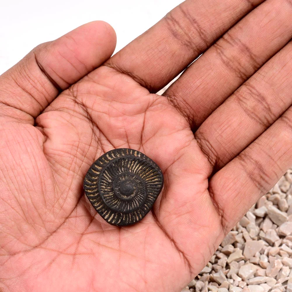 Surya Sudarshan Shaligram Shila — 19 g — view 5