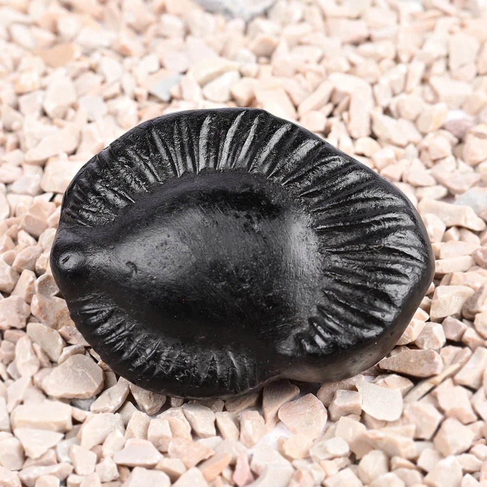 Kuber Laxmi Shaligram Shila