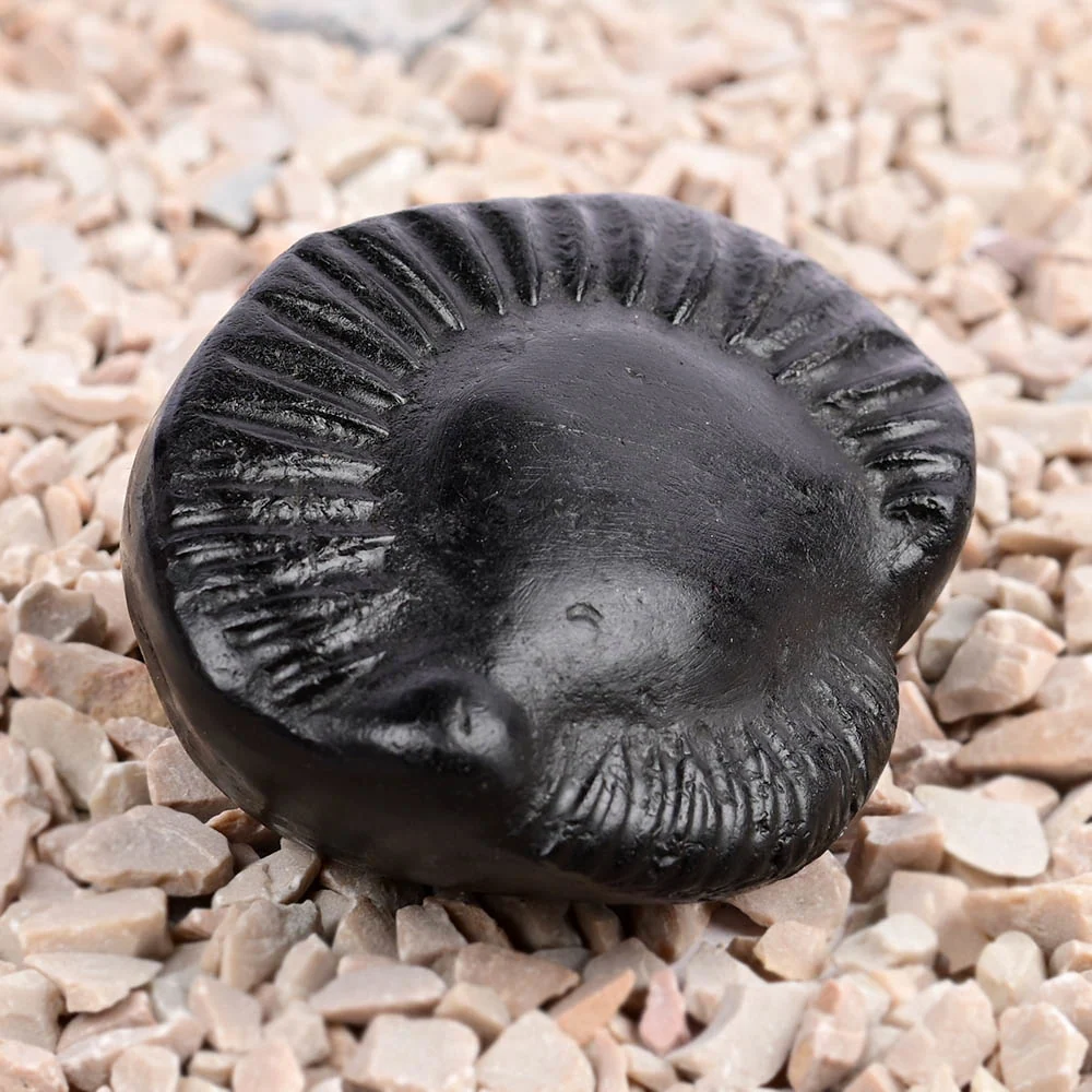 Kuber Laxmi Shaligram Shila — view 2
