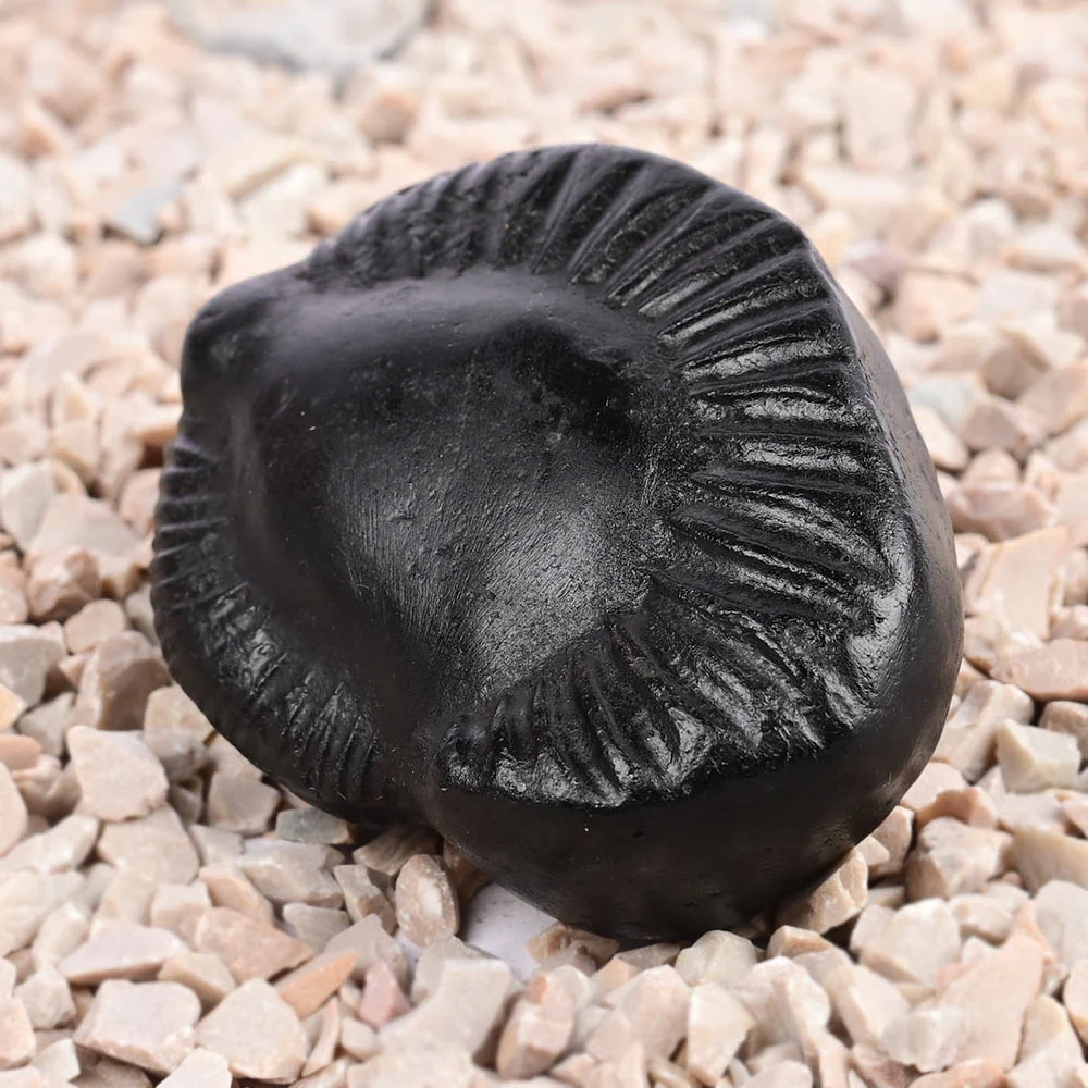 Kuber Laxmi Shaligram Shila — view 3