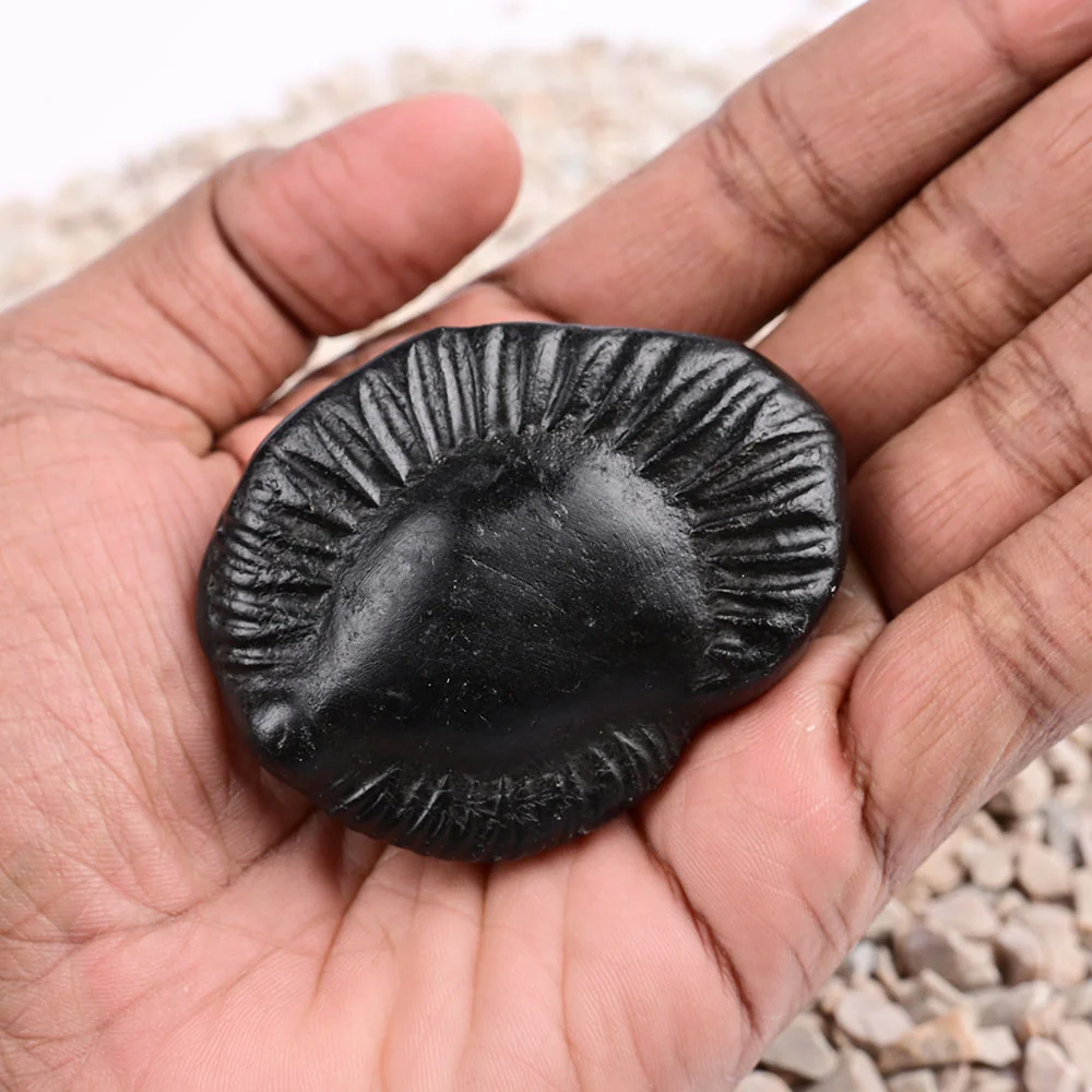 Kuber Laxmi Shaligram Shila — view 5